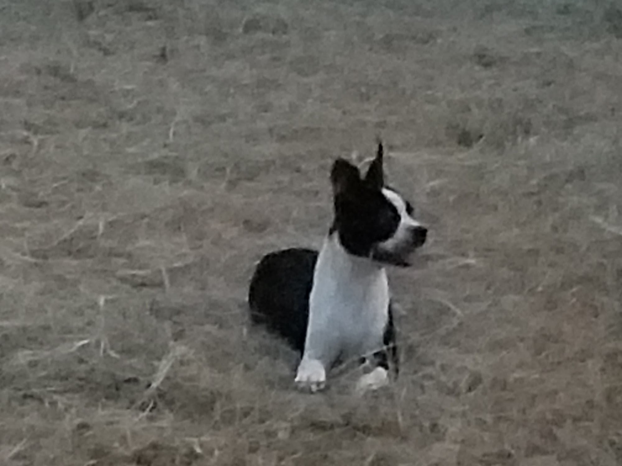 Sandy's Kennels Lockhart