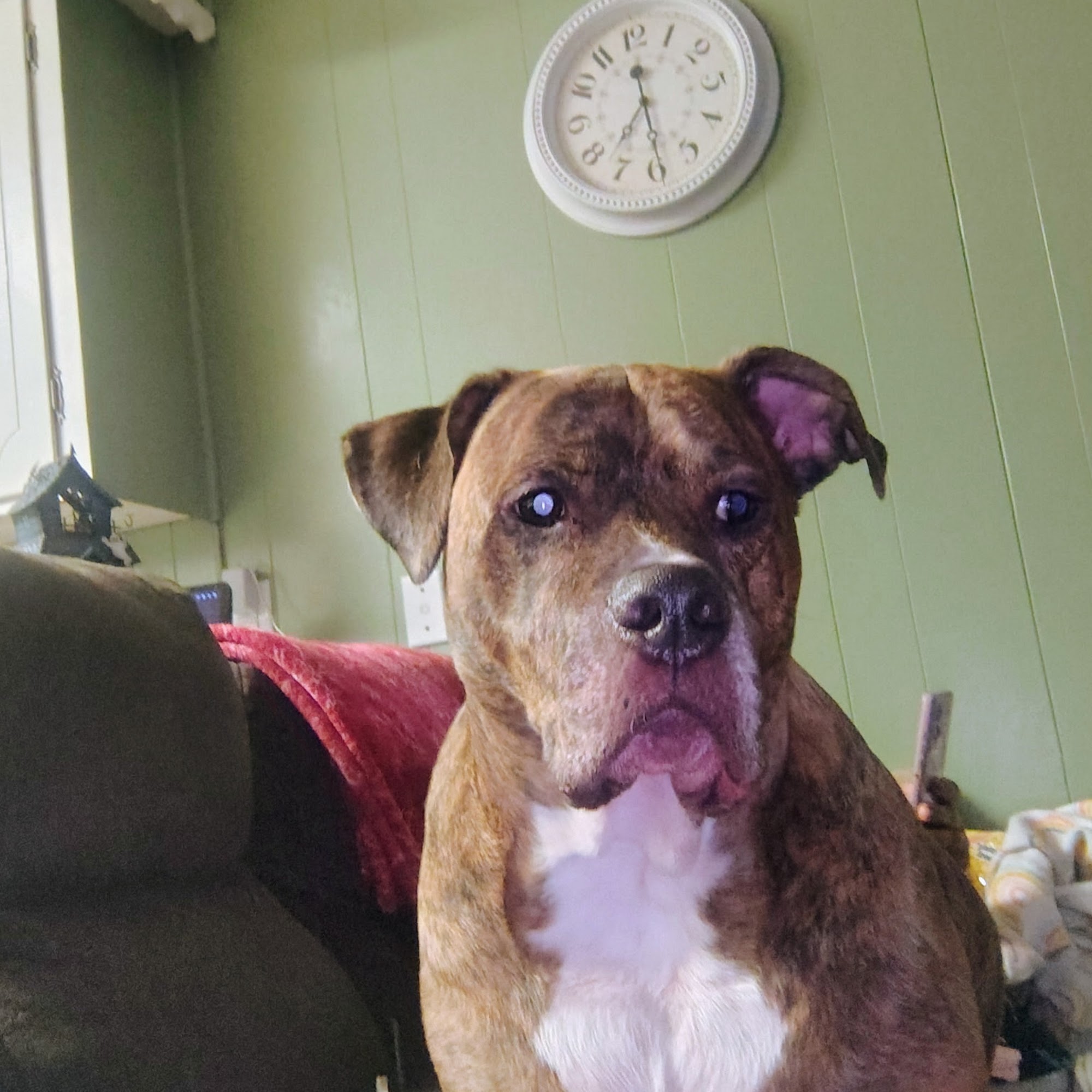 Taylor Veterinary Clinic Longview