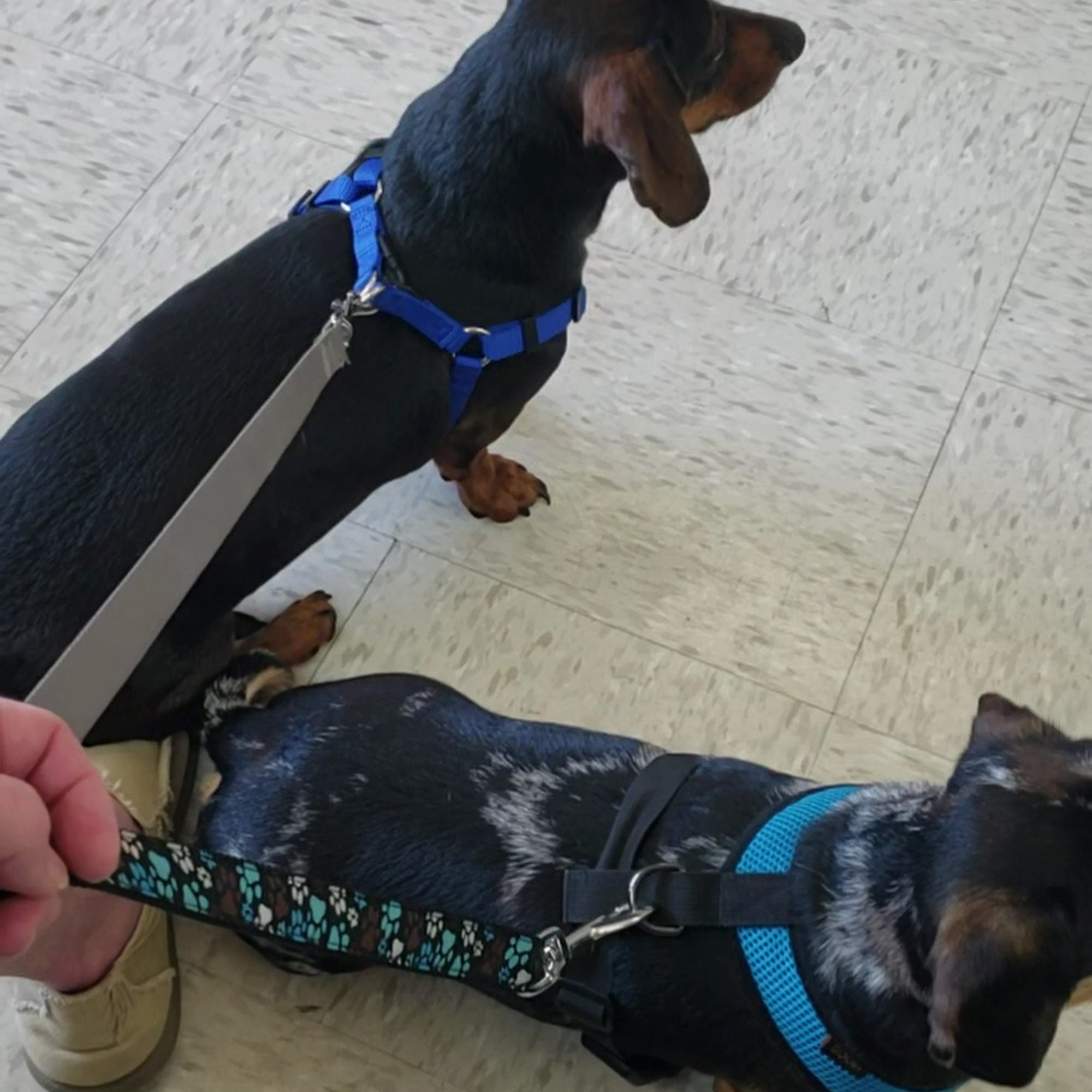 West Loop Animal Hospital Longview