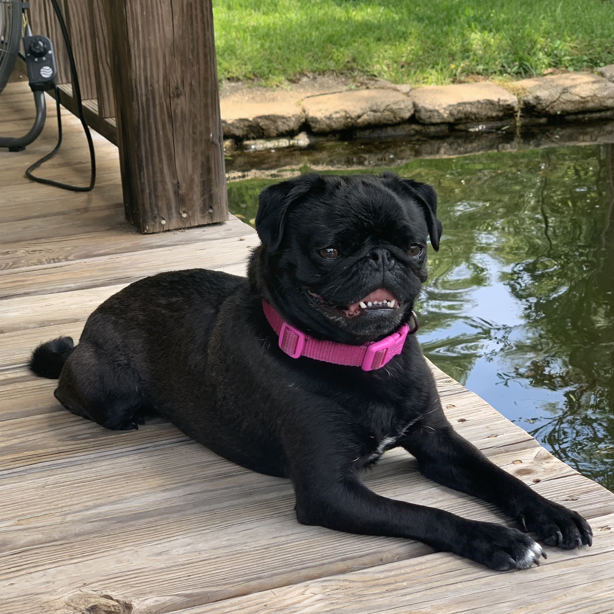 Dogwood Animal Hospital Longview