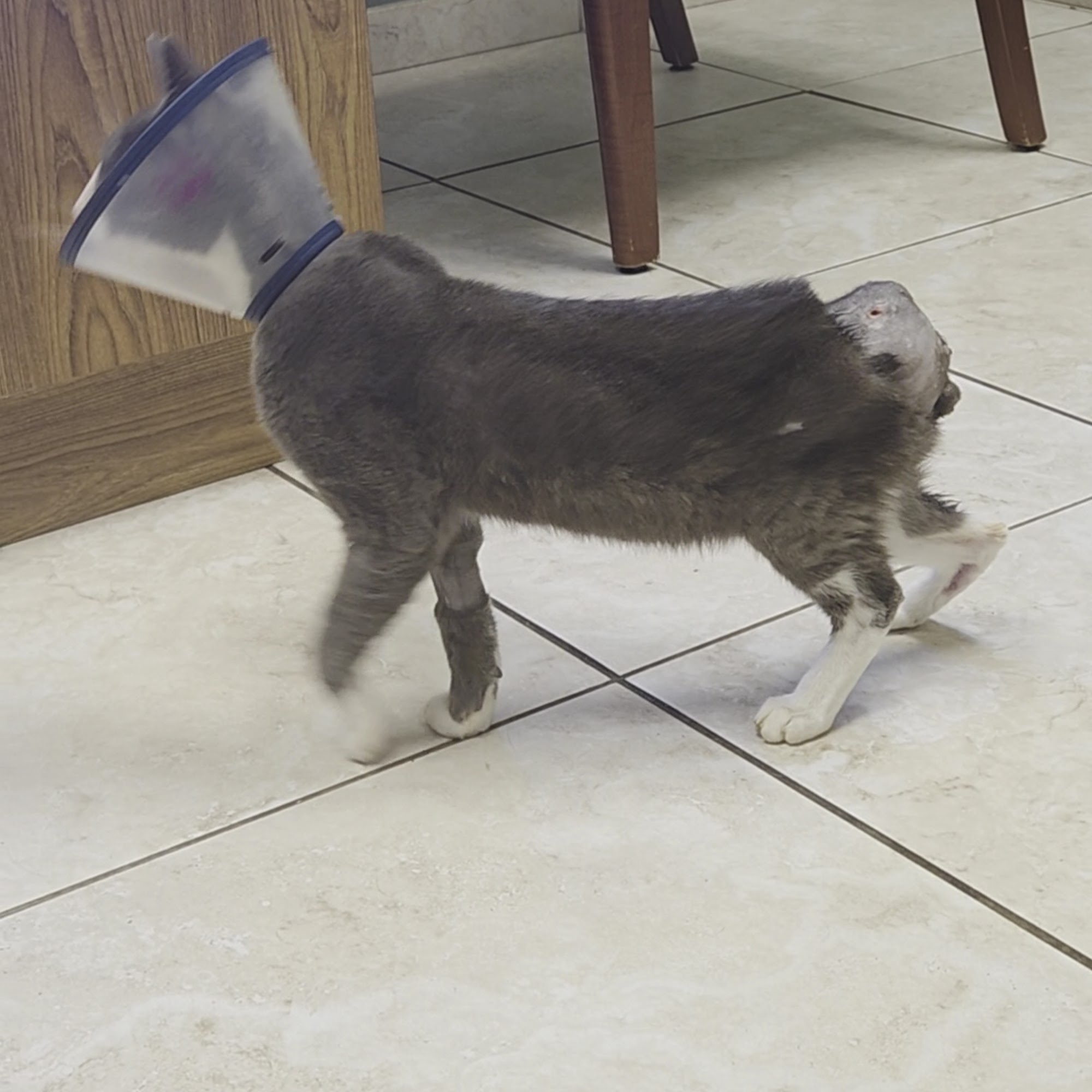 Kimbrough Animal Hospital Longview