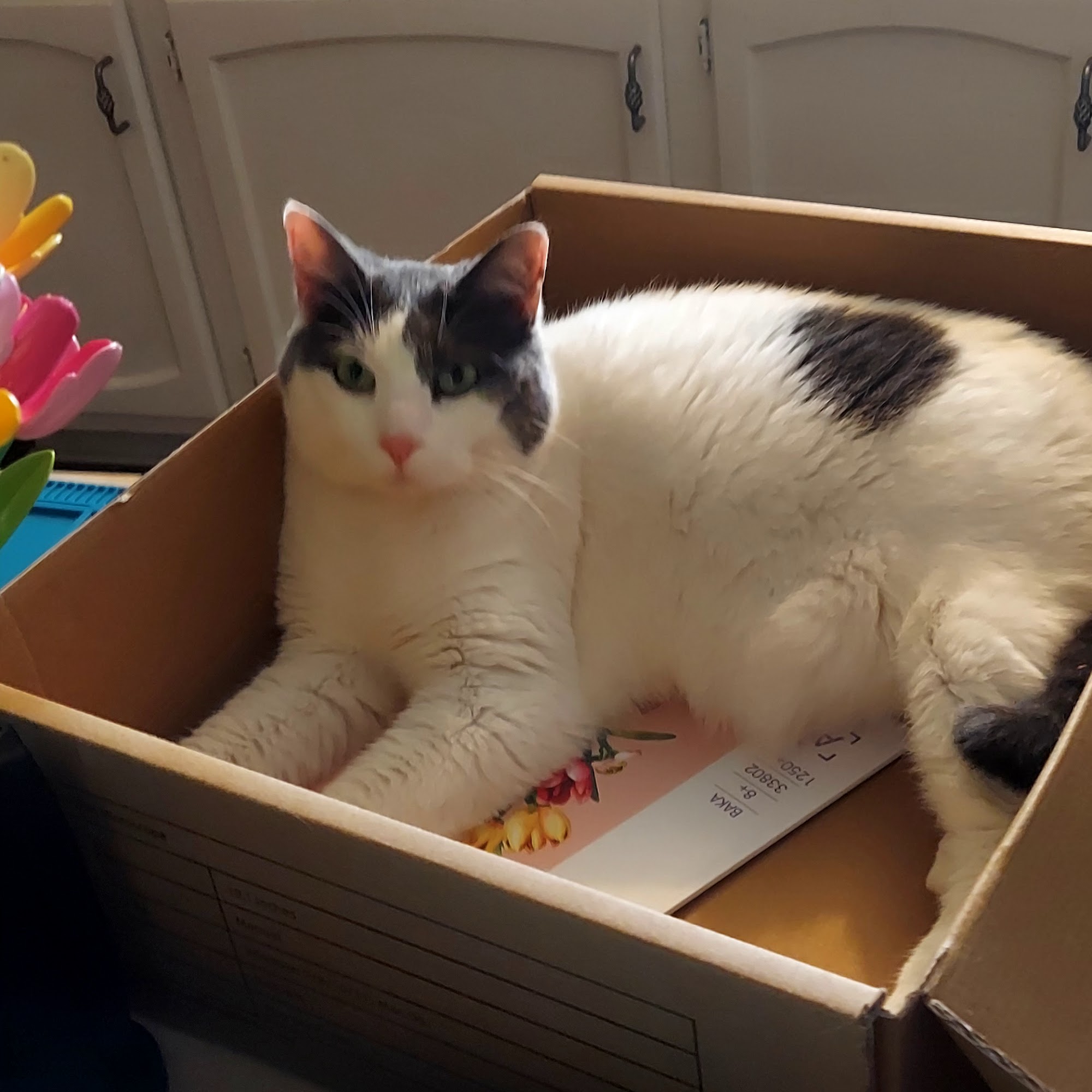 Owings Veterinary Clinic Longview