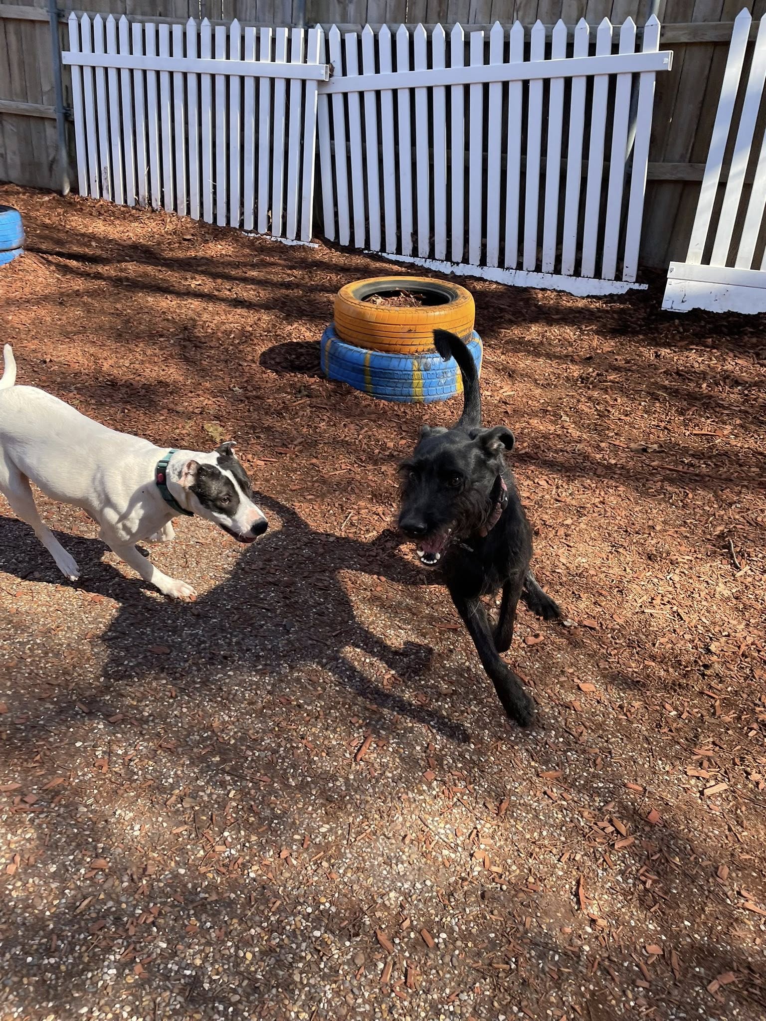 Dogtown Bed & Biscuit Longview