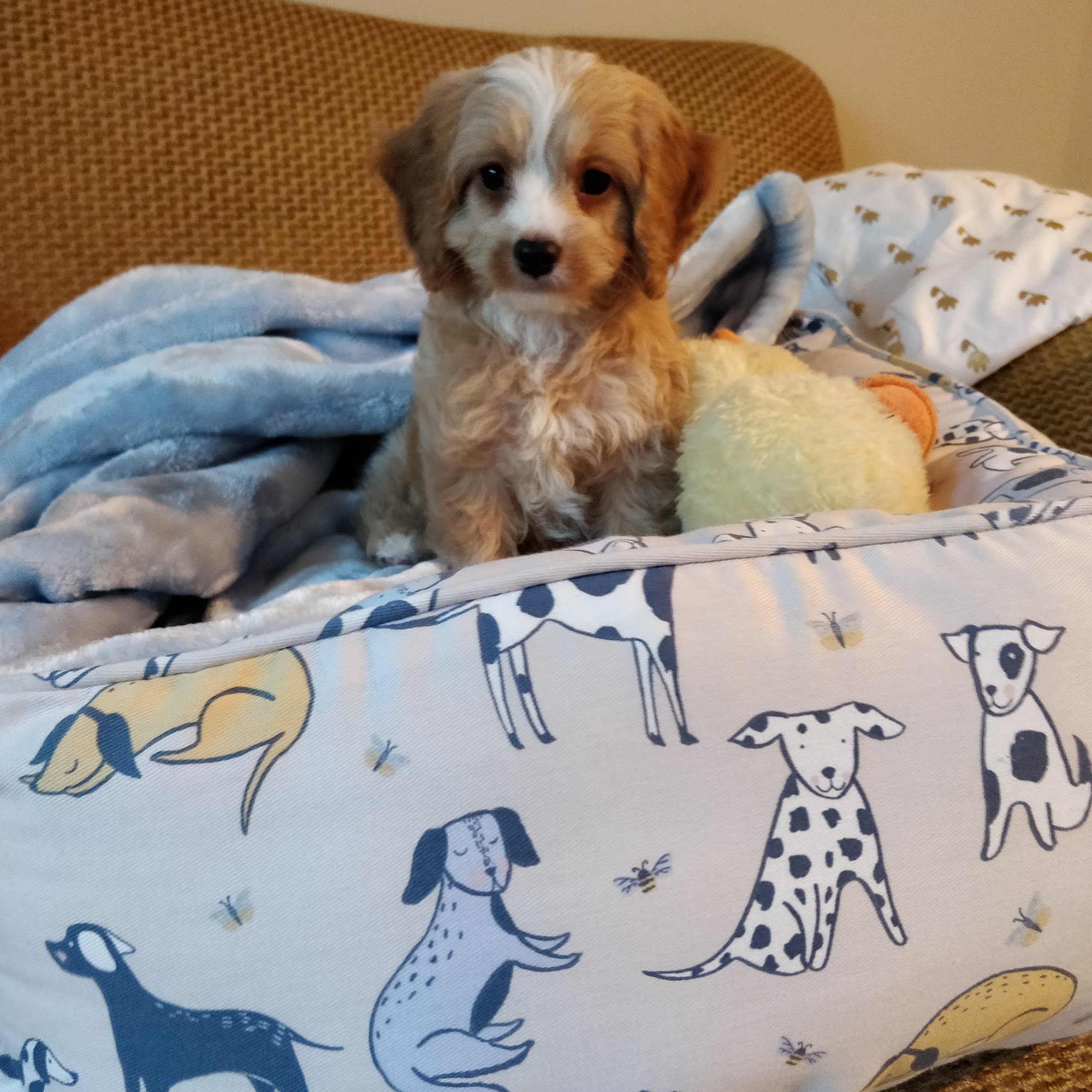 Pup Town Texas Longview