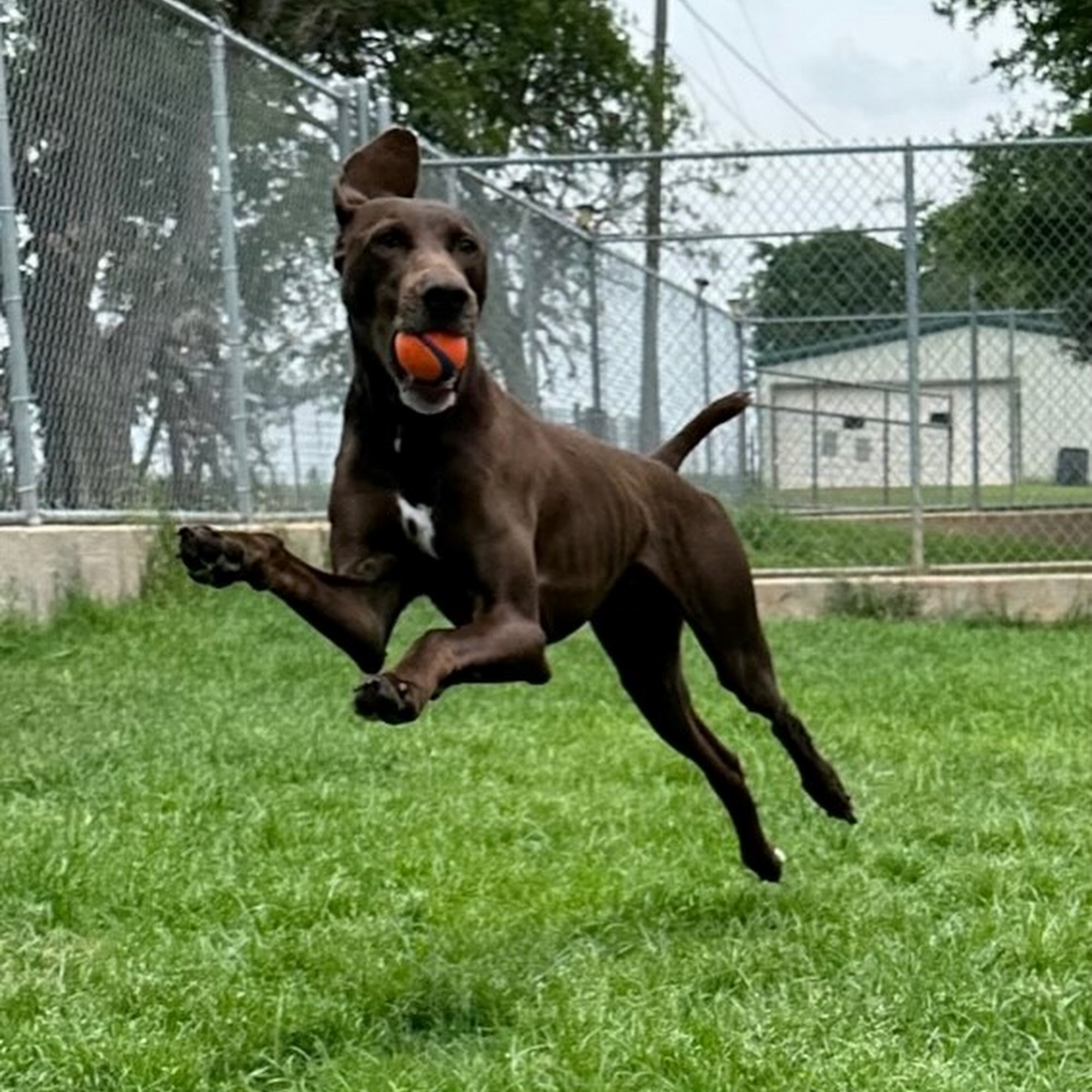 Brazos Valley Boarding Kennels Lorena