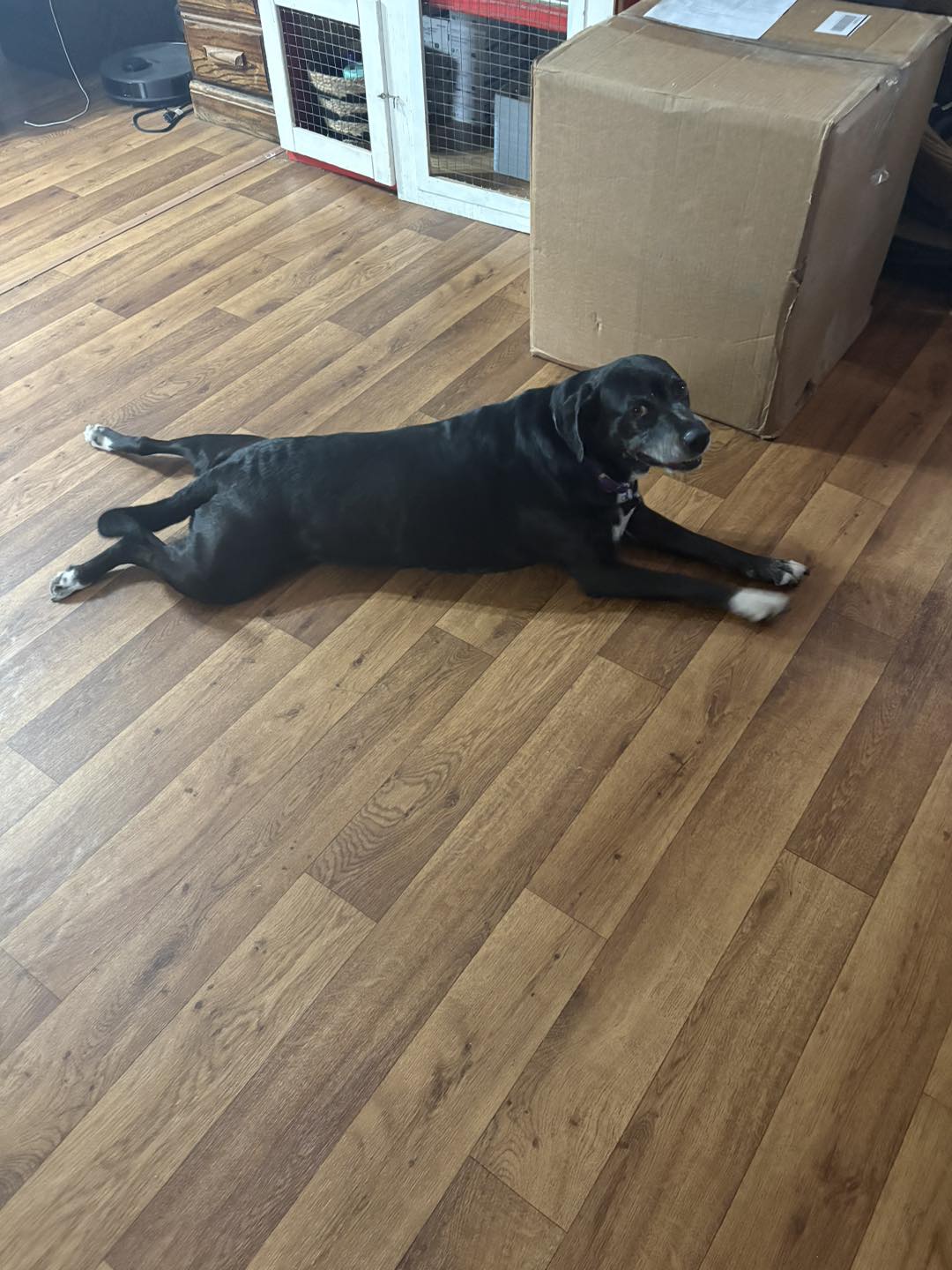 I 35 Kennel and Dog Training LLC Lorena