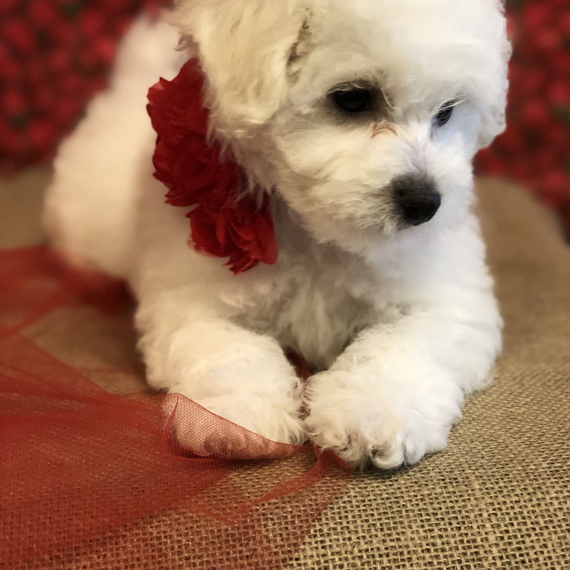 Precious Bichon Frise Lorena