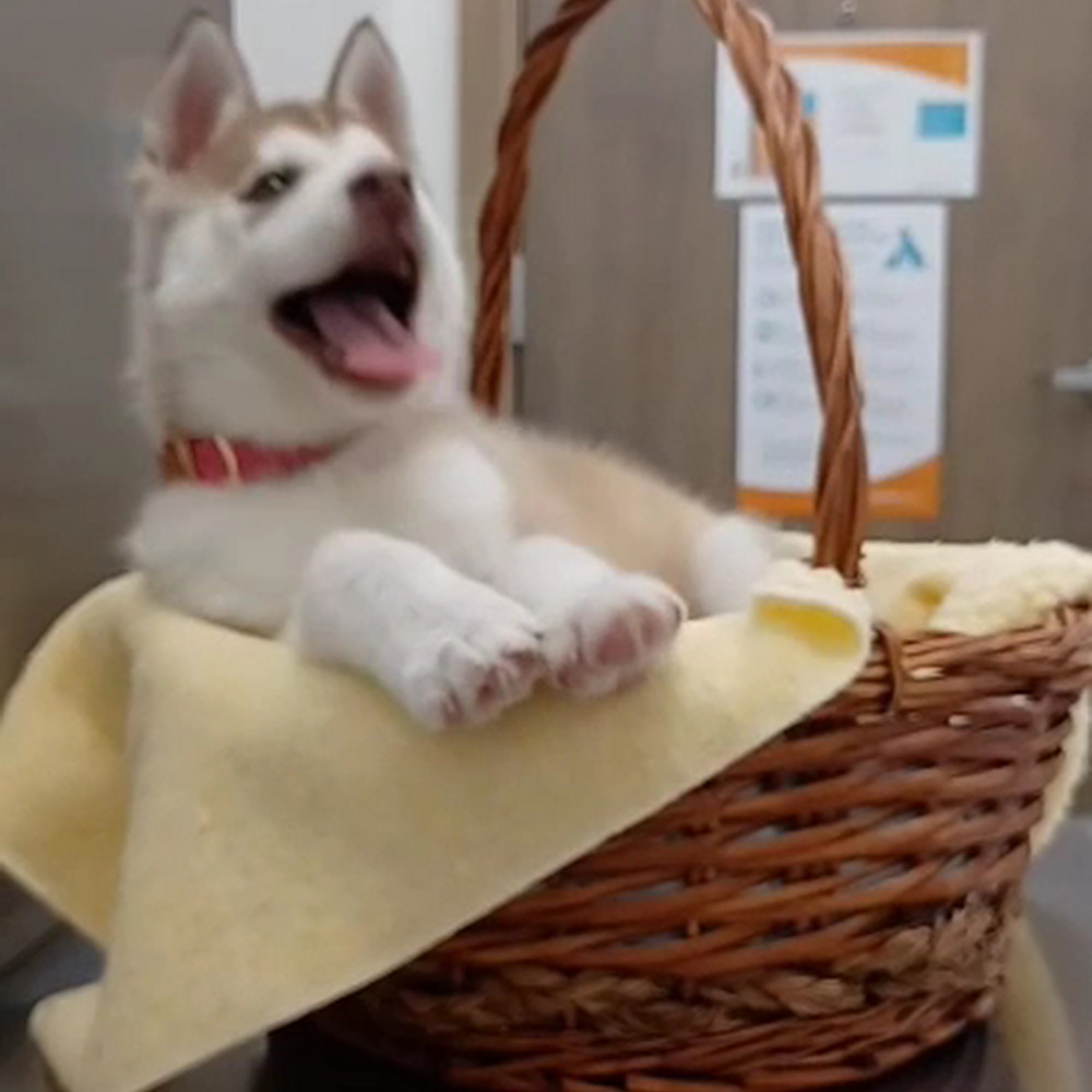 Key Animal Clinic, PC Lubbock