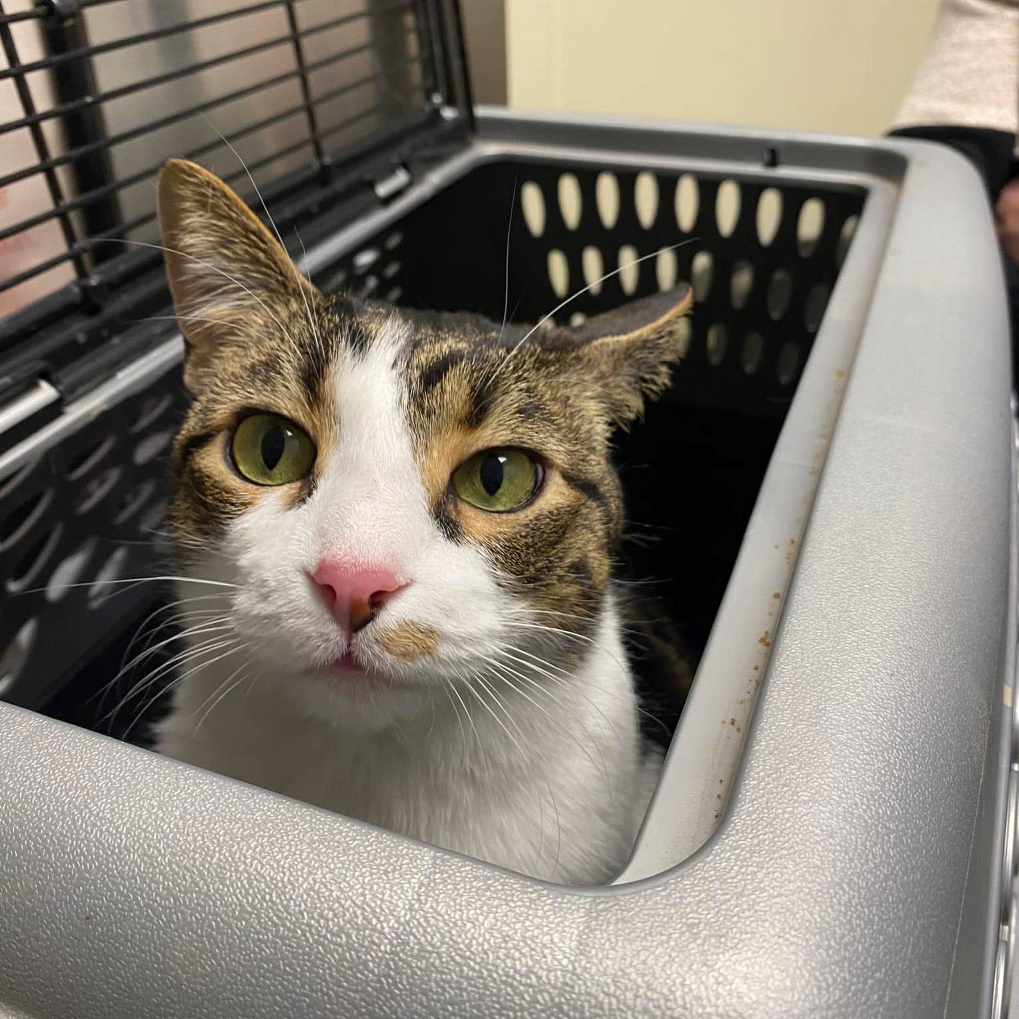 Above & Beyond Pet Care Hospital Lubbock