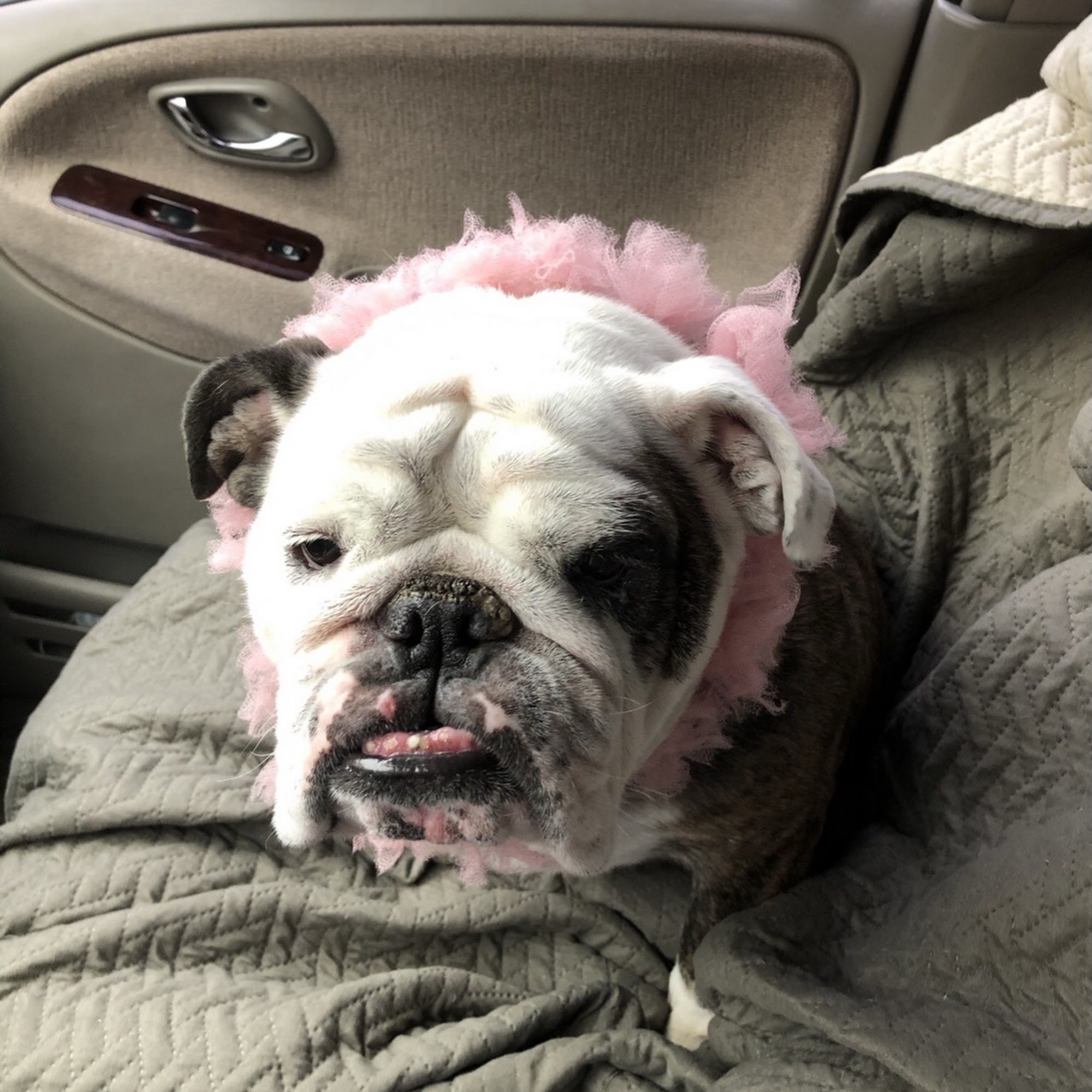 Ark Hospital for Pets Lubbock