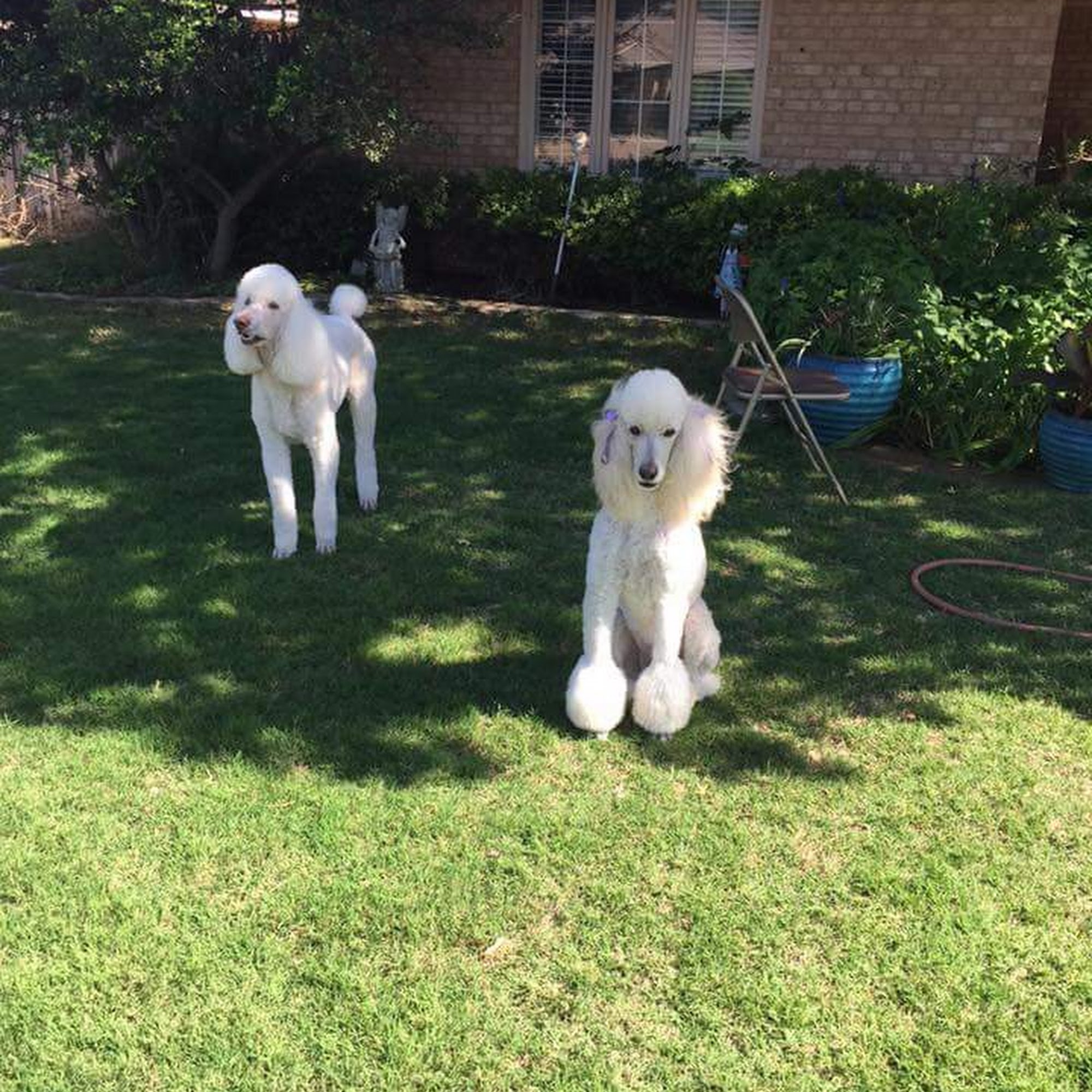 Cimarron Pet Salon Lubbock