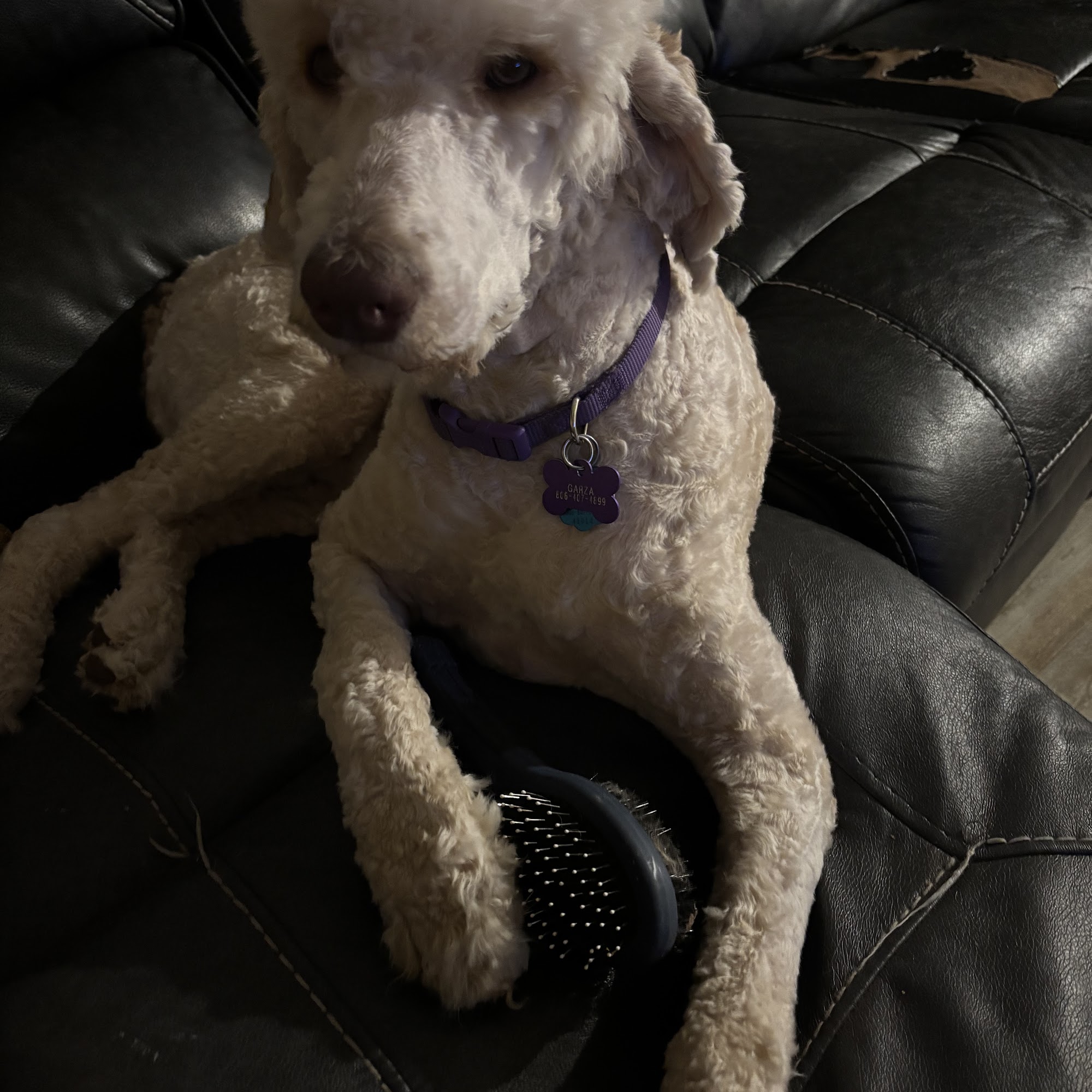 Resa's K-9 Salon Lubbock