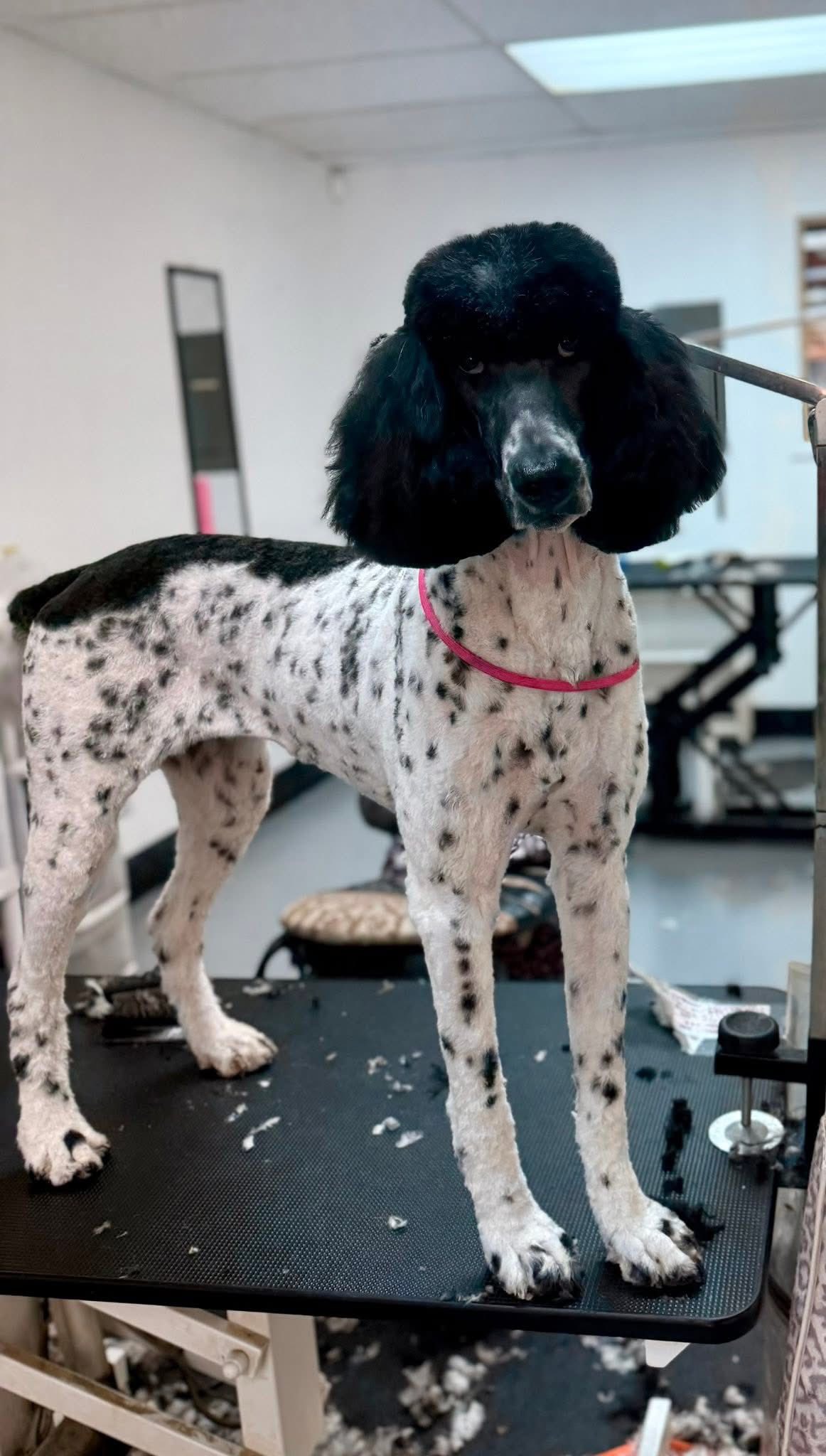 Fresh Pawz Grooming by Emileigh Bishop Lubbock