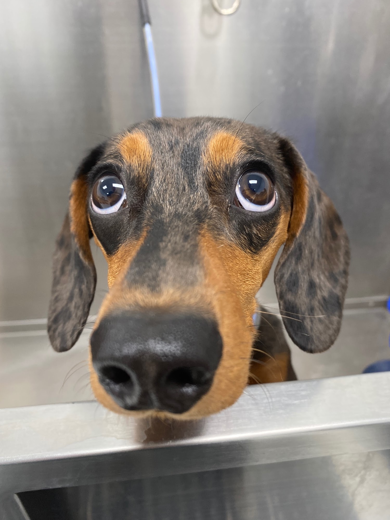 Legacy Grooming Lubbock