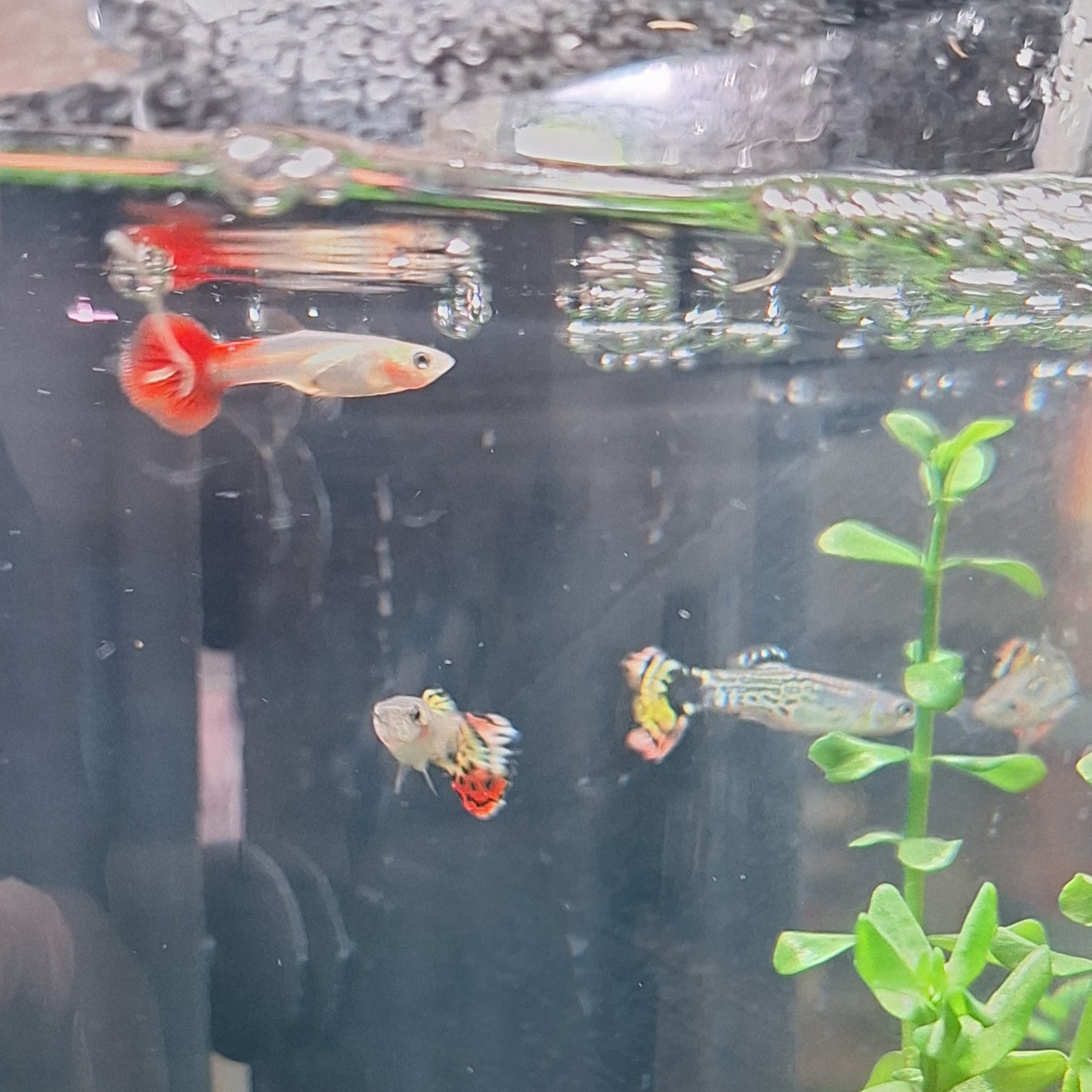 Pet Supplies Plus Lubbock Lubbock