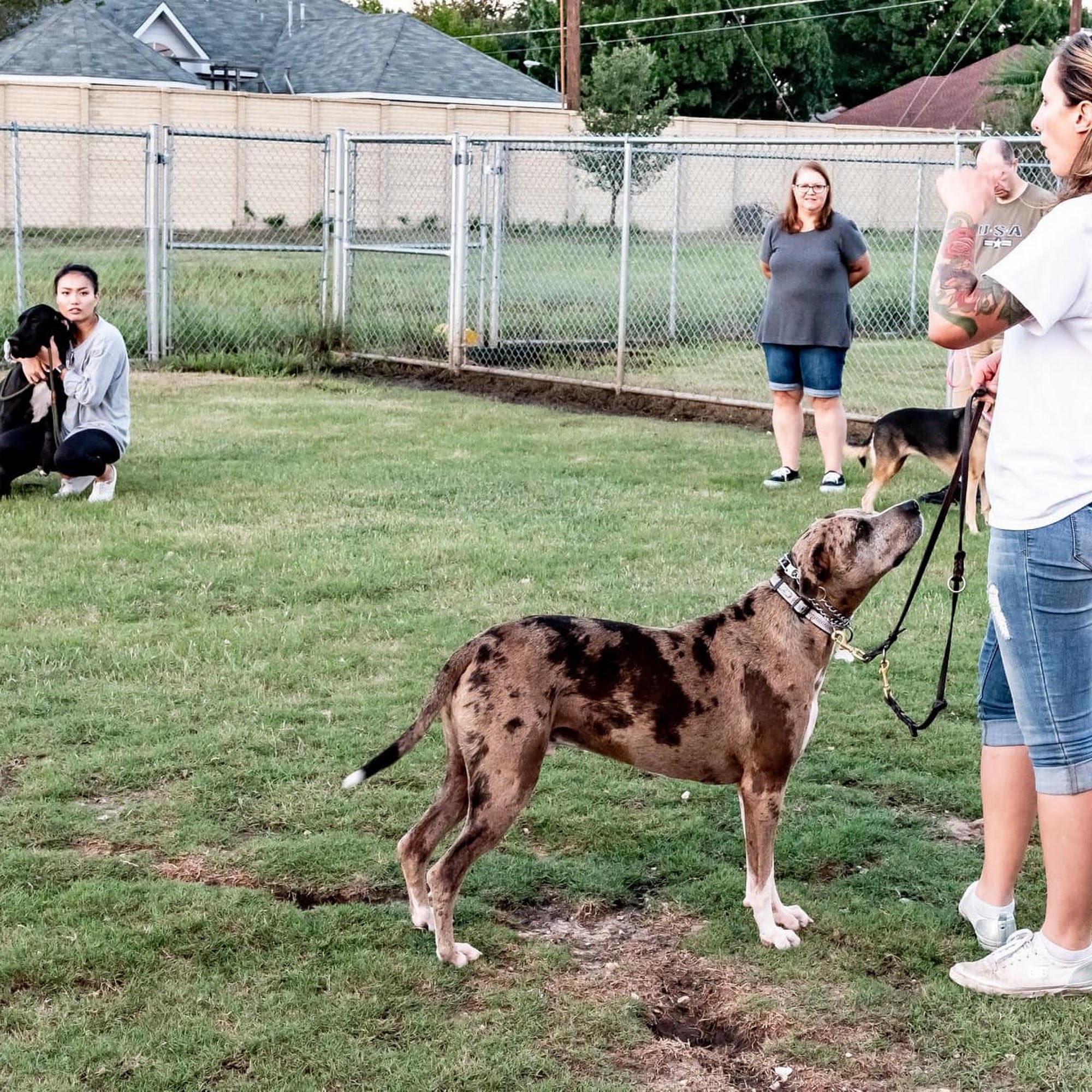 Hoodlum Hounds Dog Training Lucas
