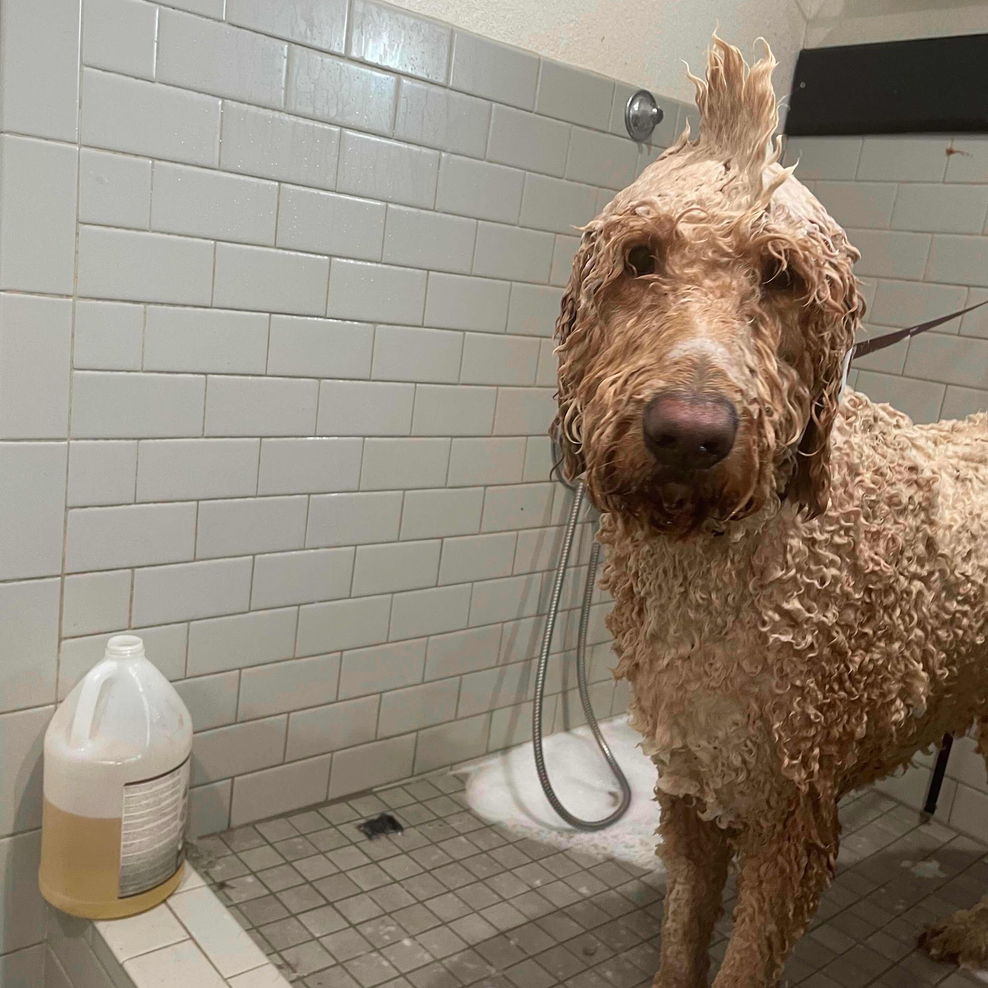 Southern Haven Vet Clinic Lufkin