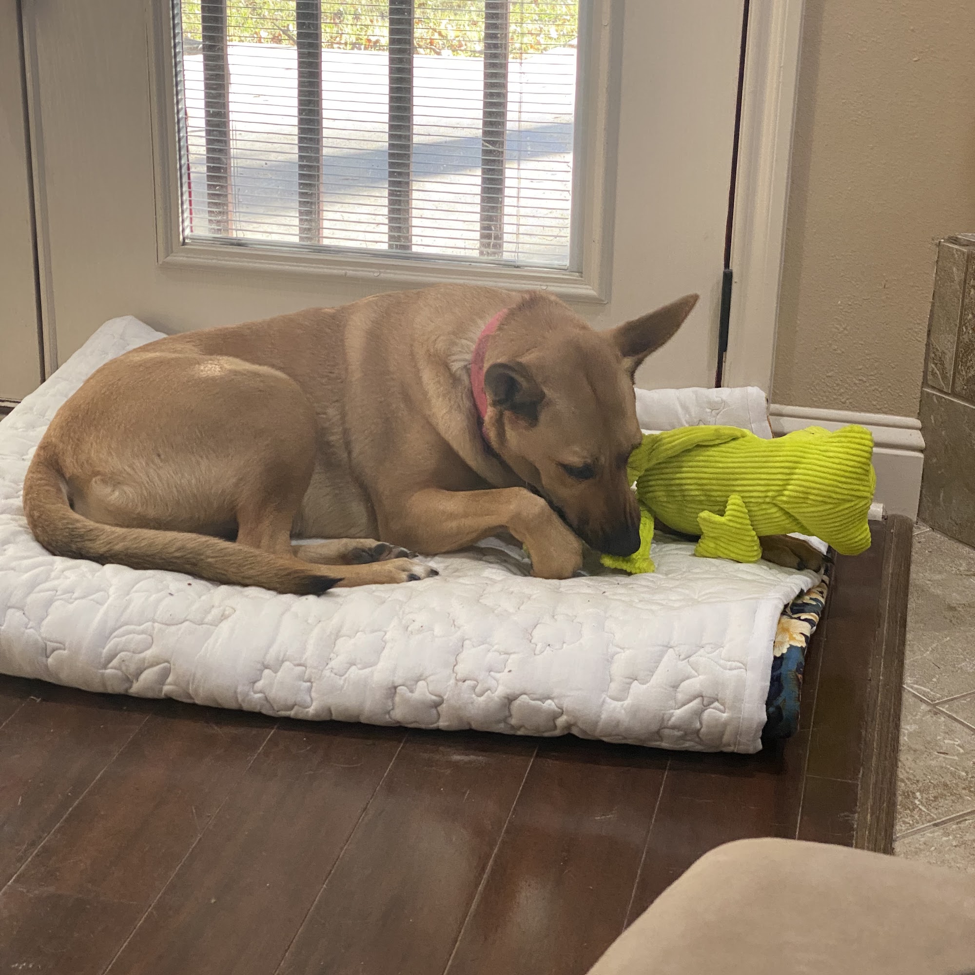 West Loop Animal Clinic Lufkin