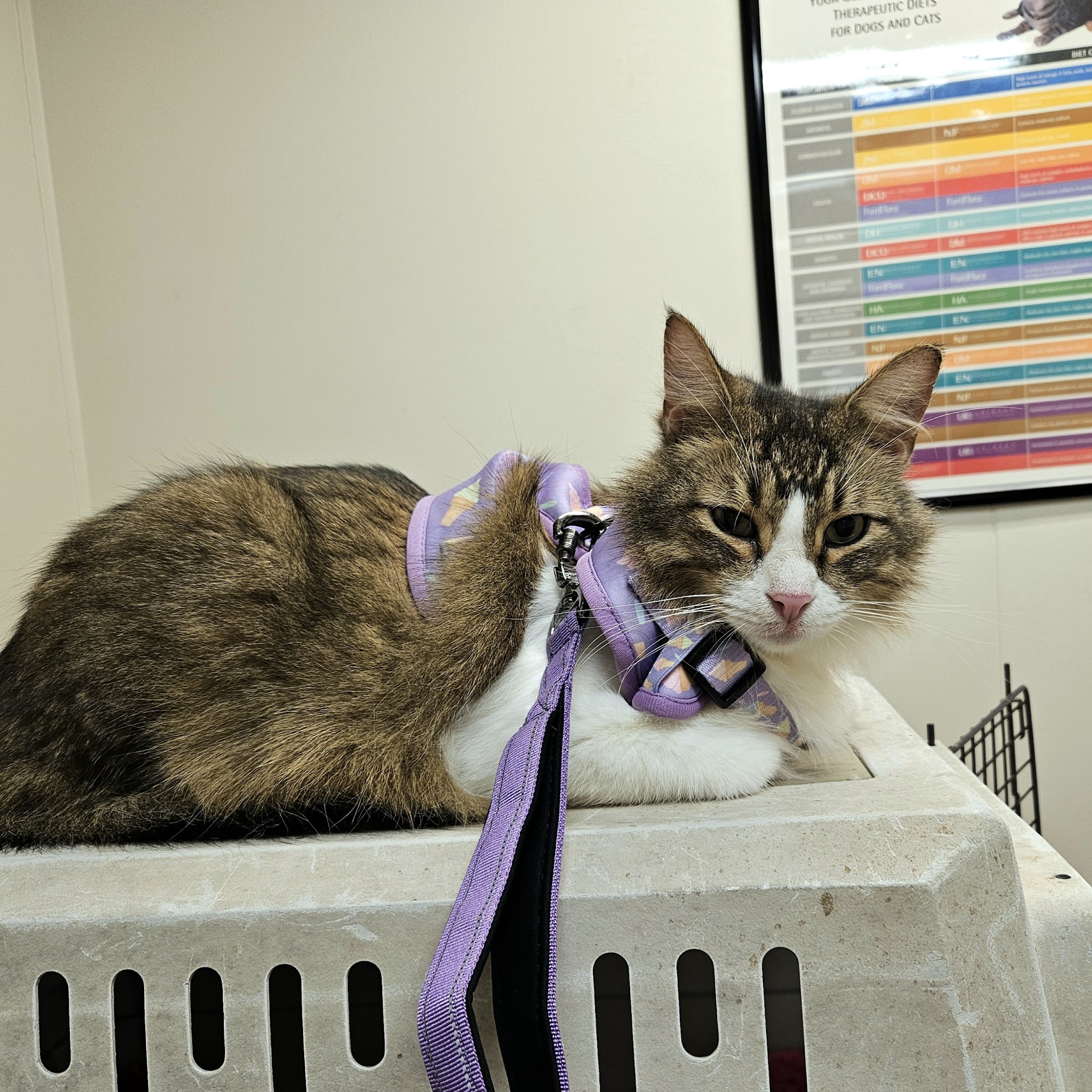 East Texas Veterinary Clinic Lufkin