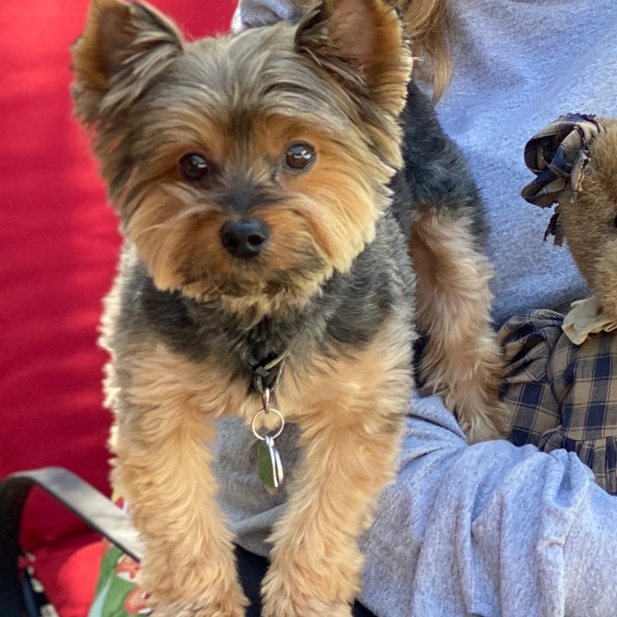 Lucky Puppy Grooming & Supply Lufkin