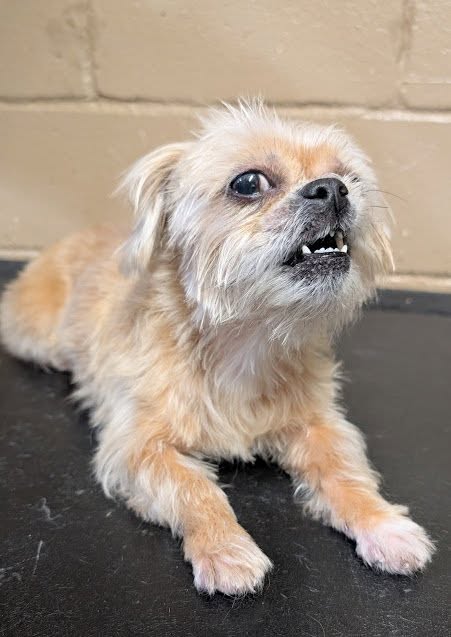 Patti's Pics & Paws Luling