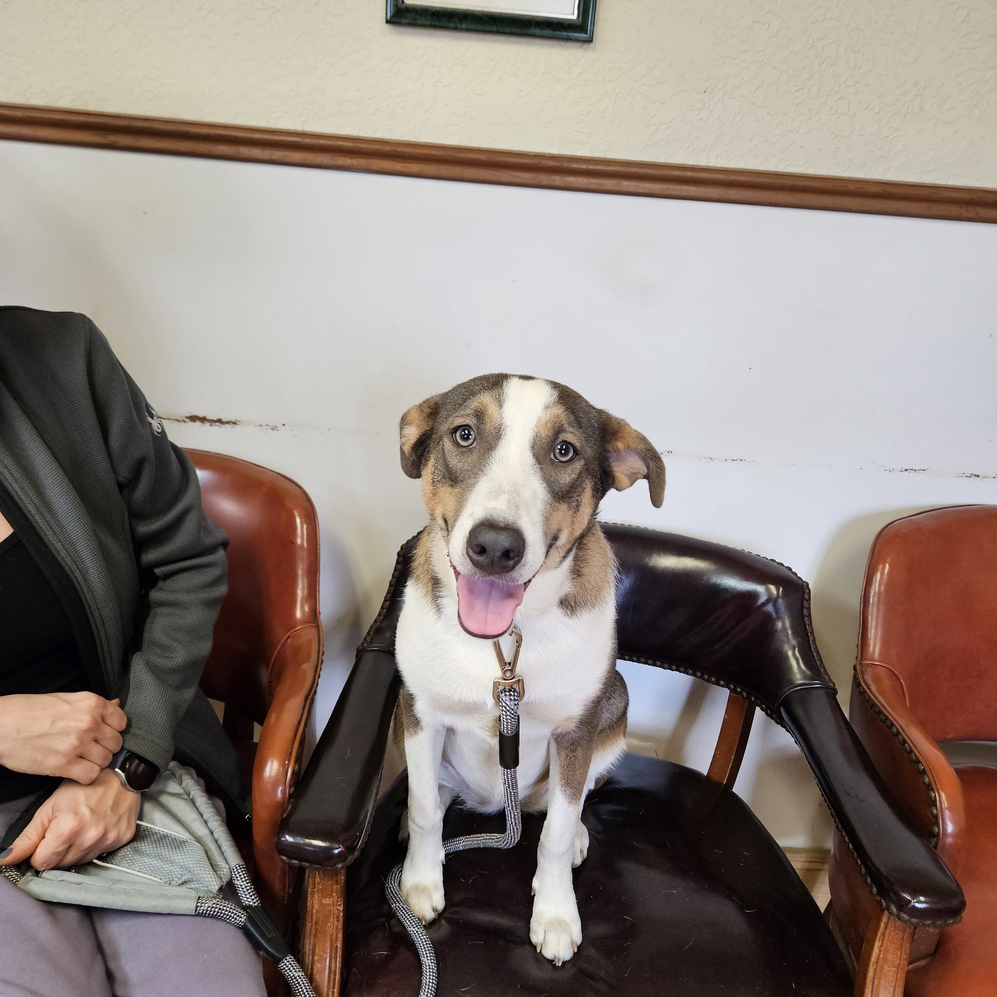 Countryside Veterinary Clinic Lumberton