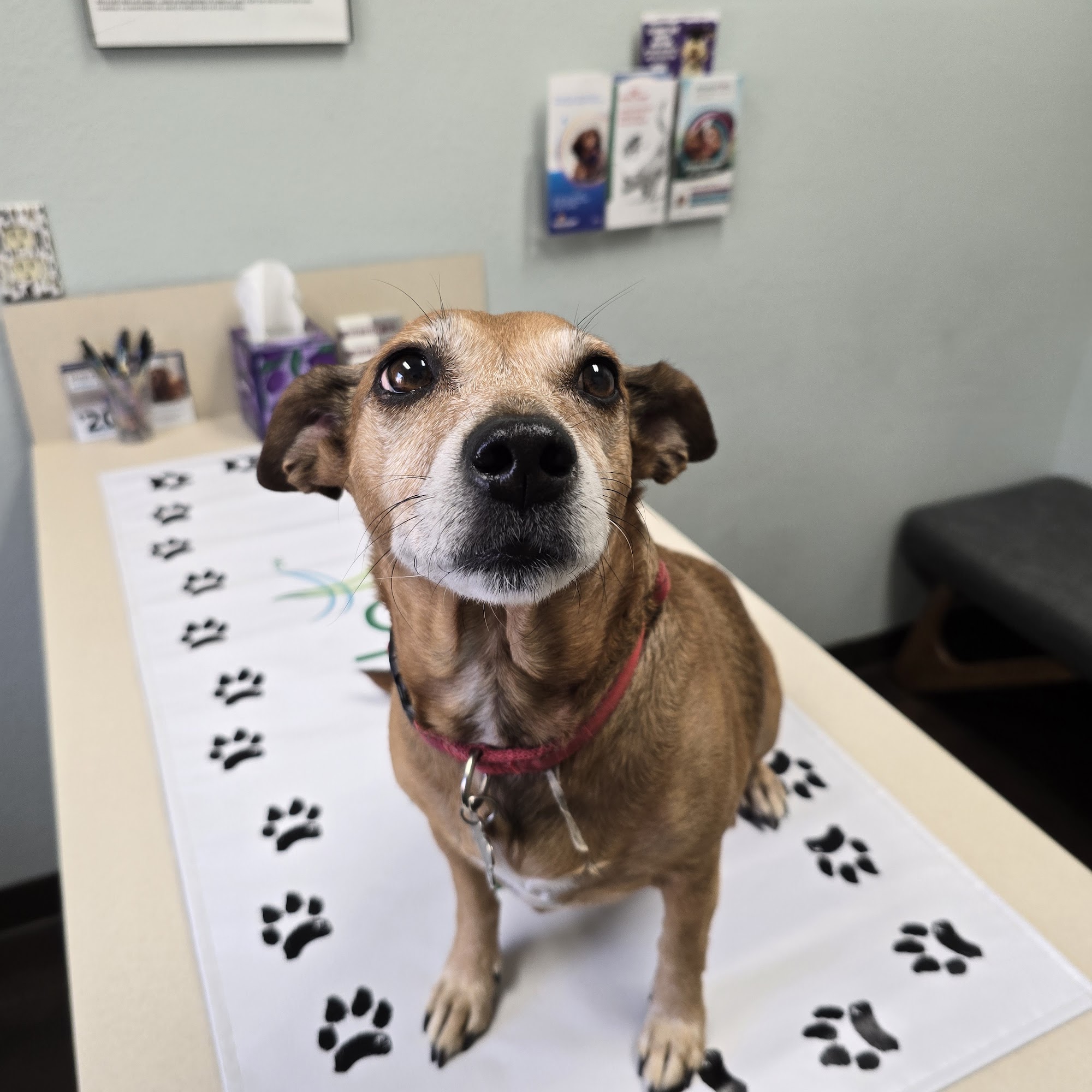 Main Street Veterinary Clinic Lumberton