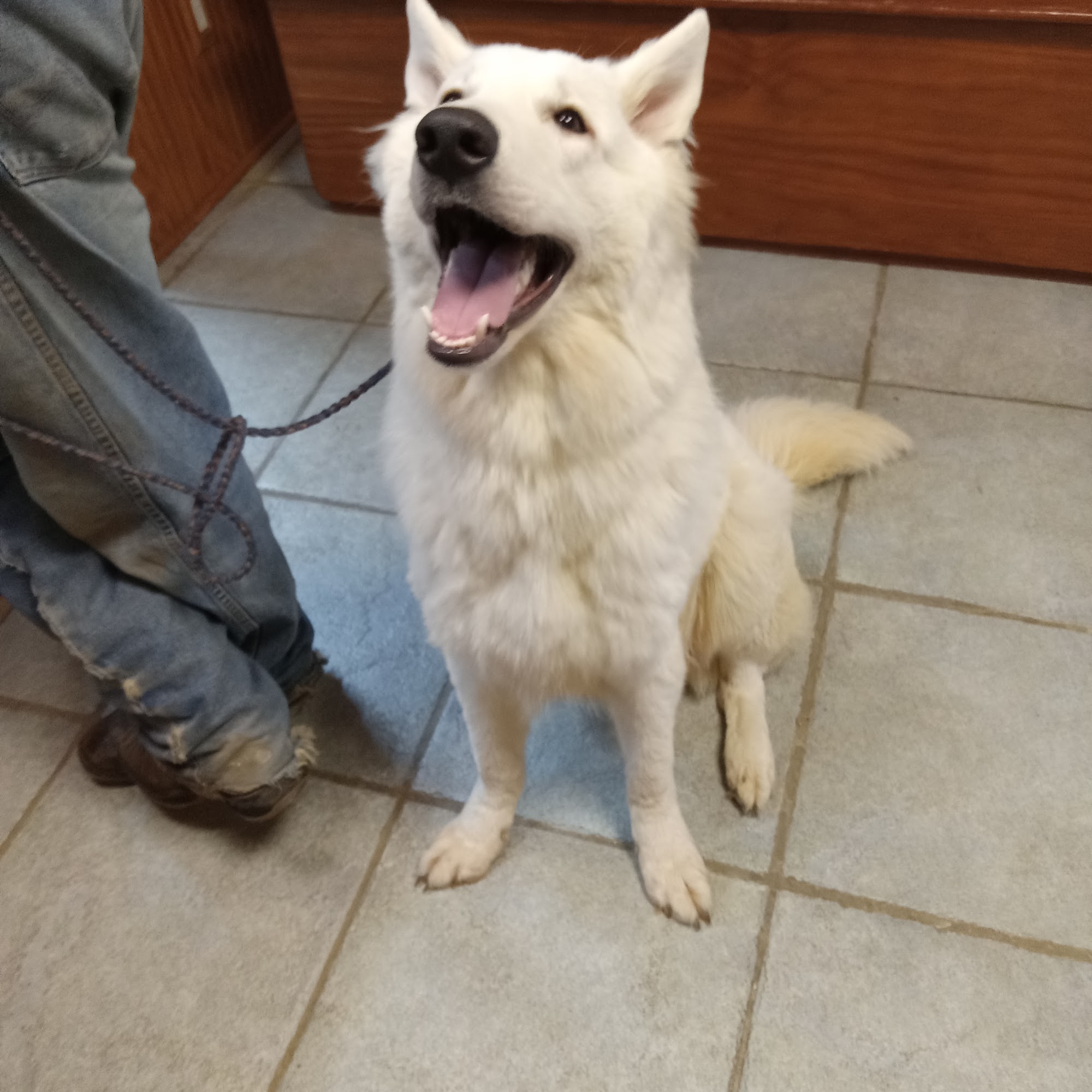 Easterling Veterinary Services Madisonville