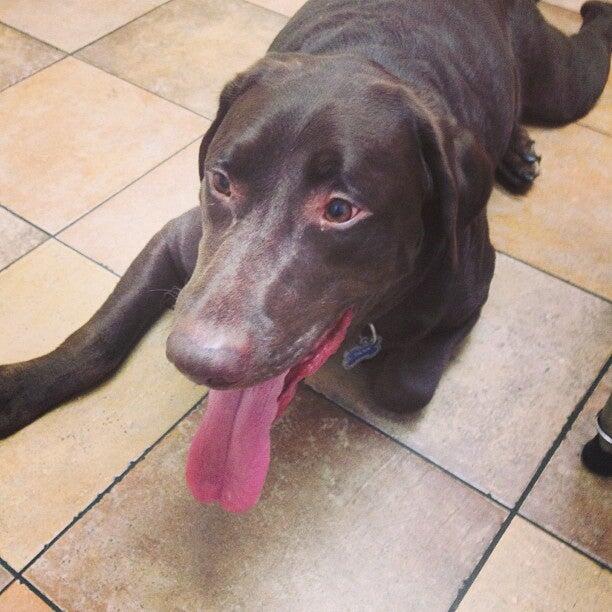 Banfield Pet Hospital Magnolia