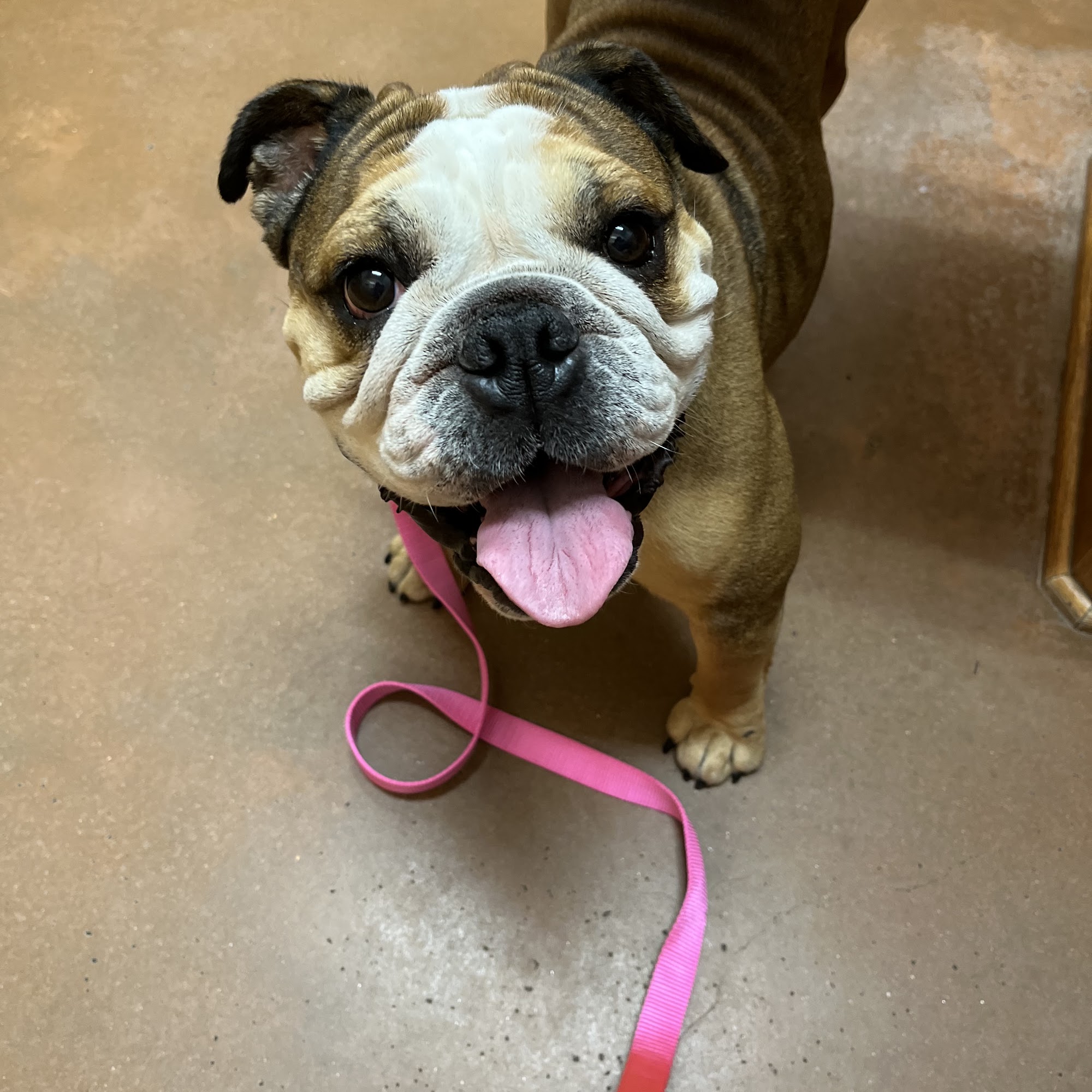 FM 1488 Animal Medical Center Magnolia