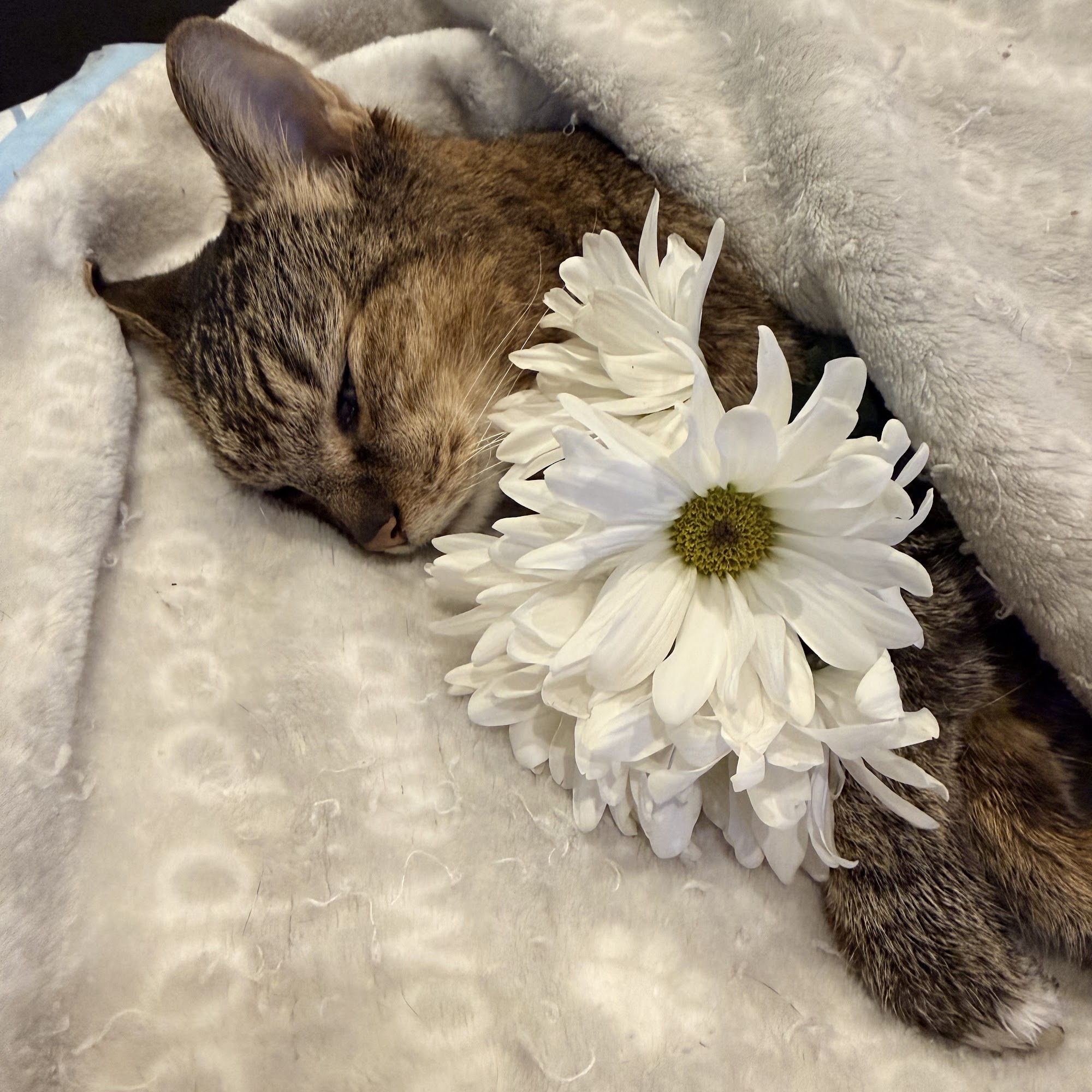 Magnolia Animal Clinic Magnolia