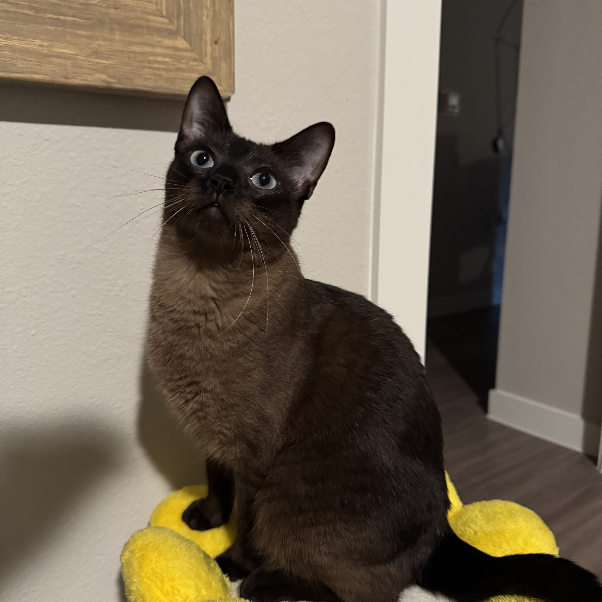 Shady Brook Animal Hospital Magnolia