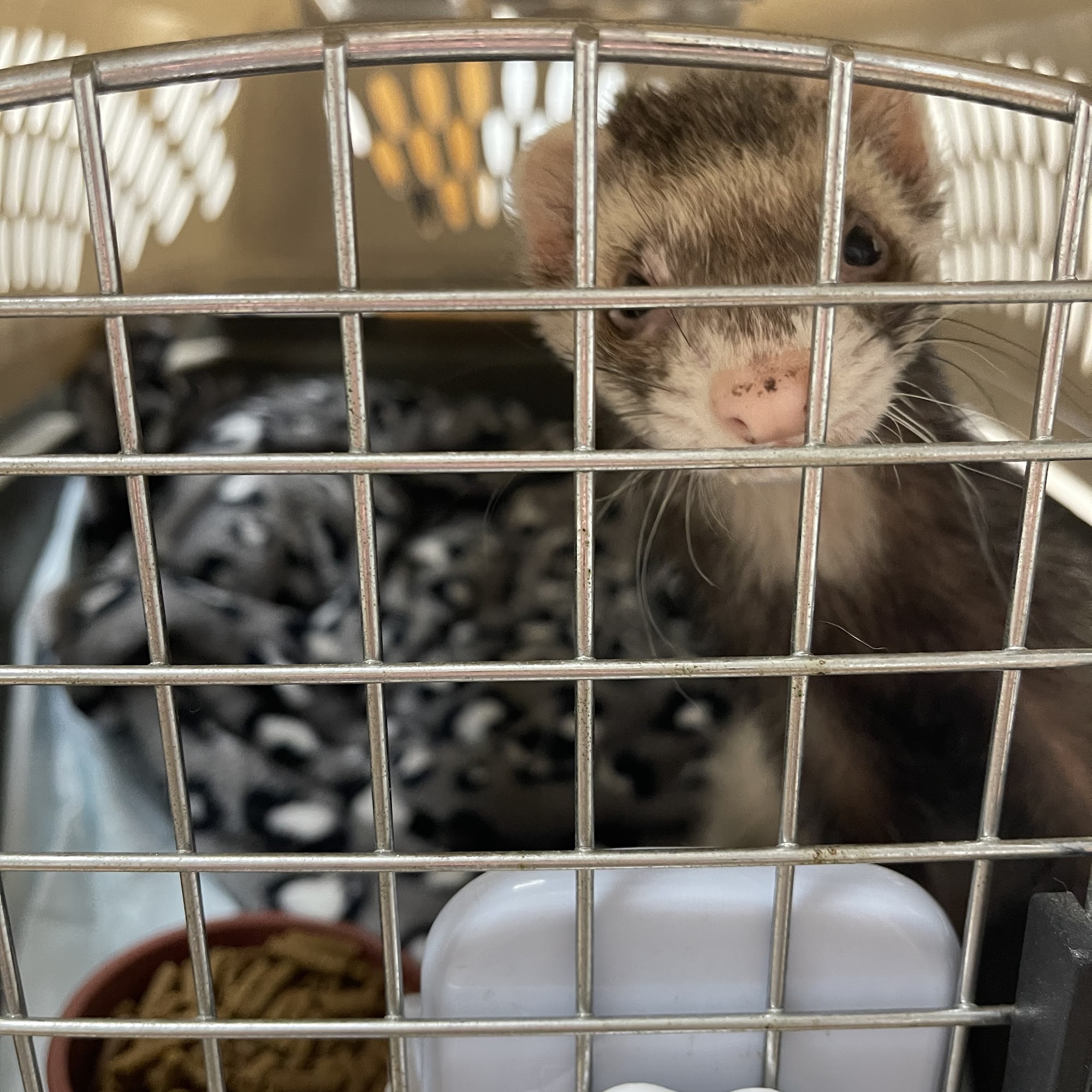 Paws To Claws Veterinary Care | Magnolia TX Magnolia