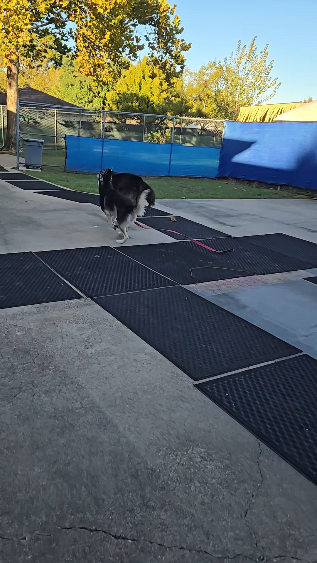 Abandoned Animal Rescue Magnolia