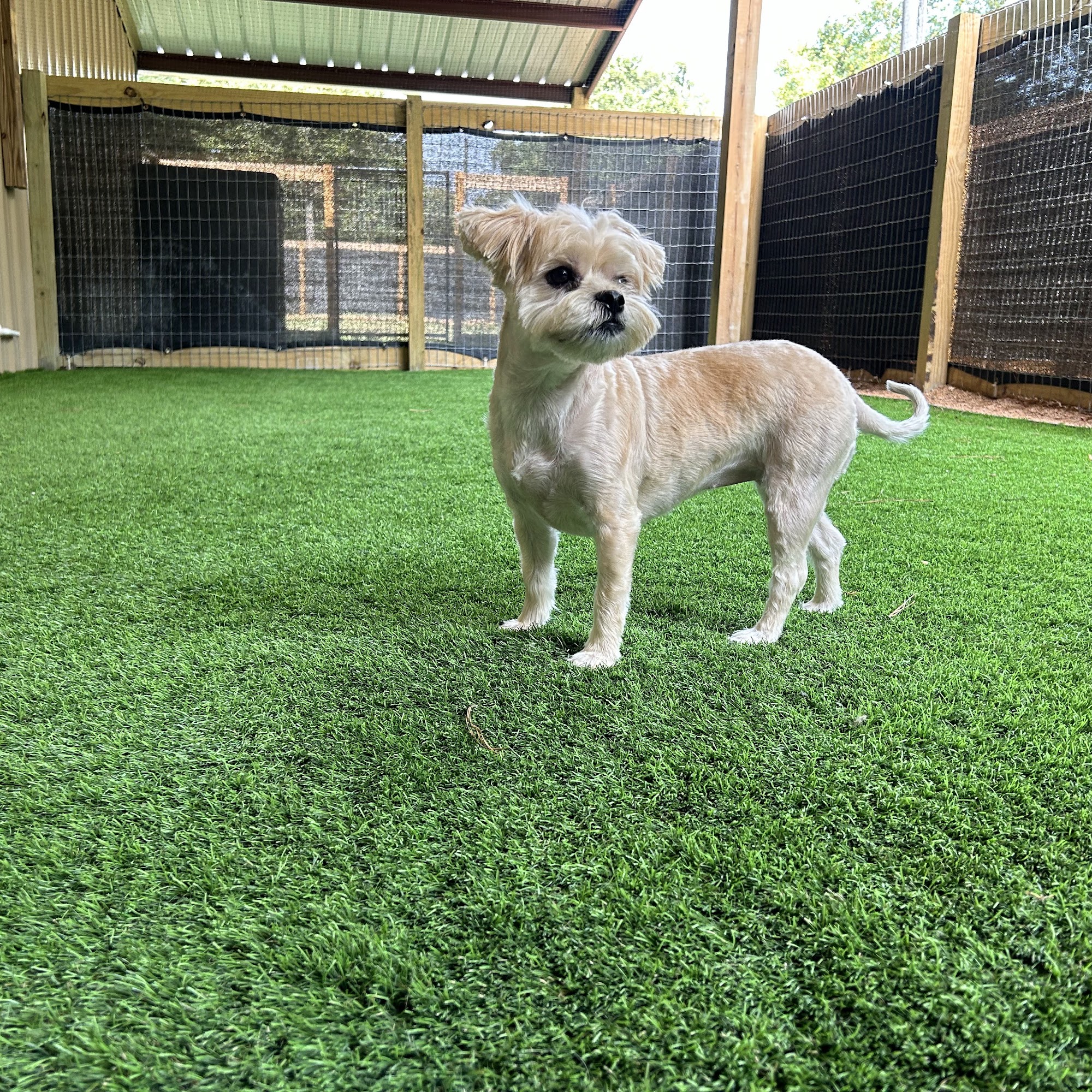 We Heart Dogs Magnolia