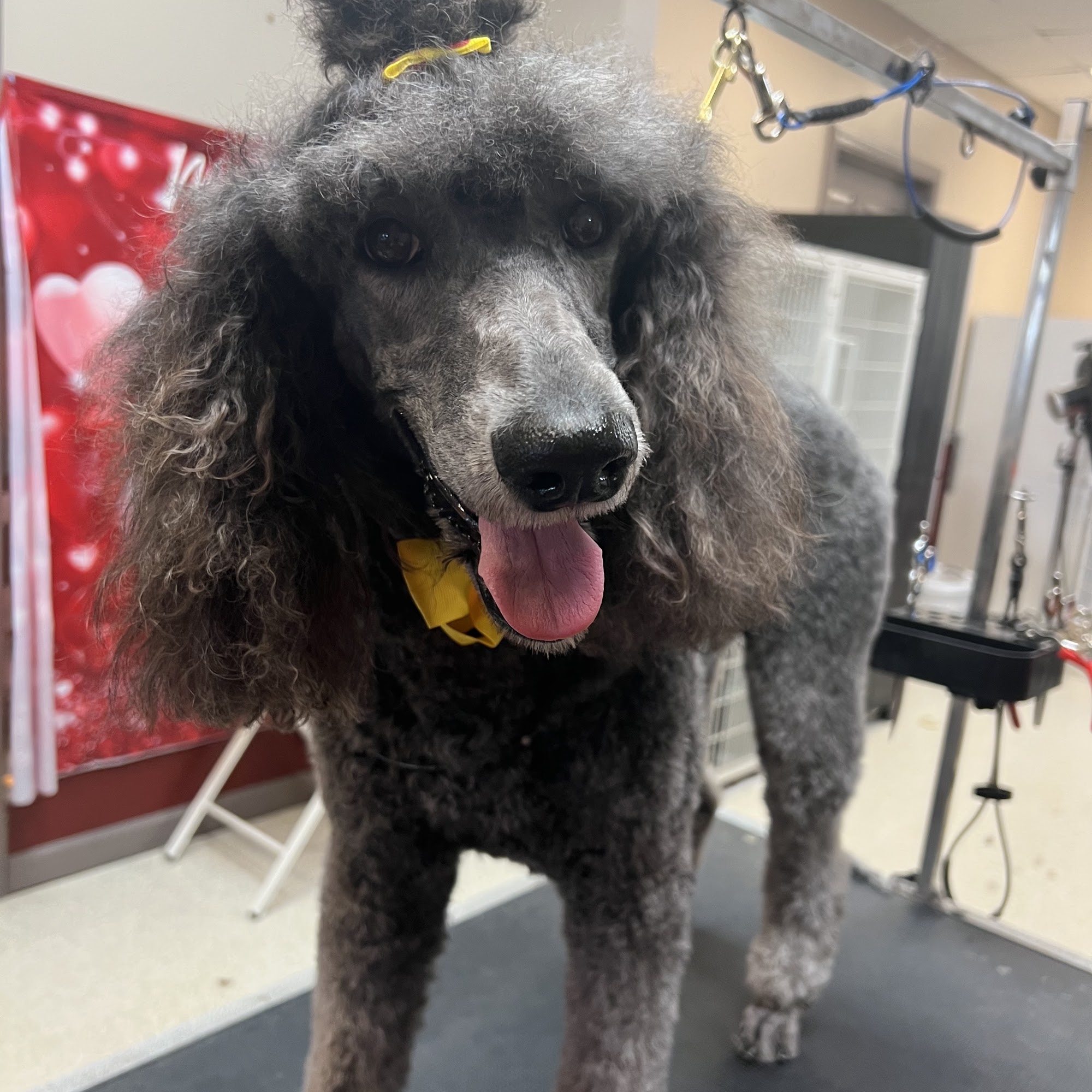 Magnolia Dog Grooming Magnolia