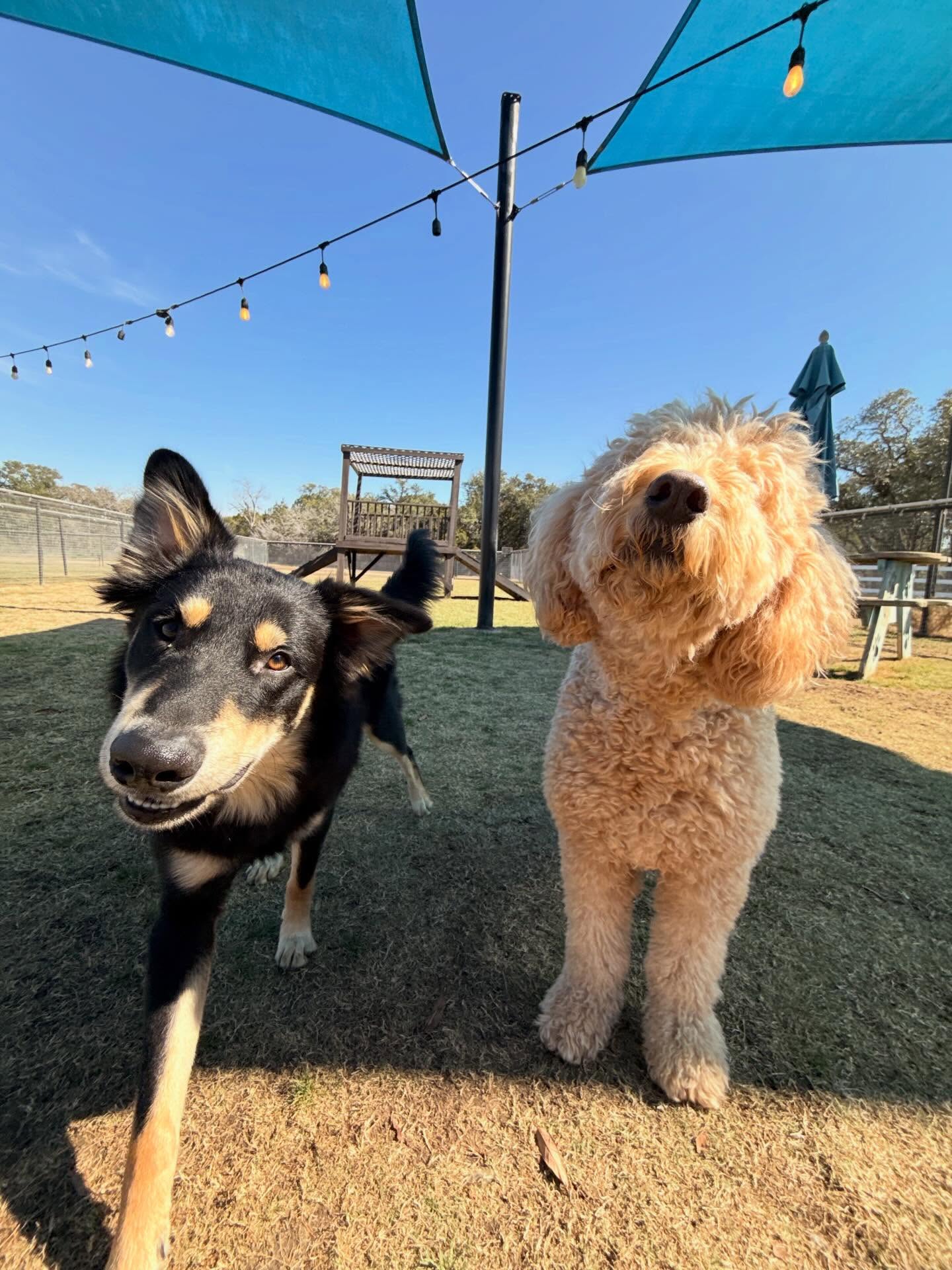 Jumping Jack Dog Ranch Manchaca