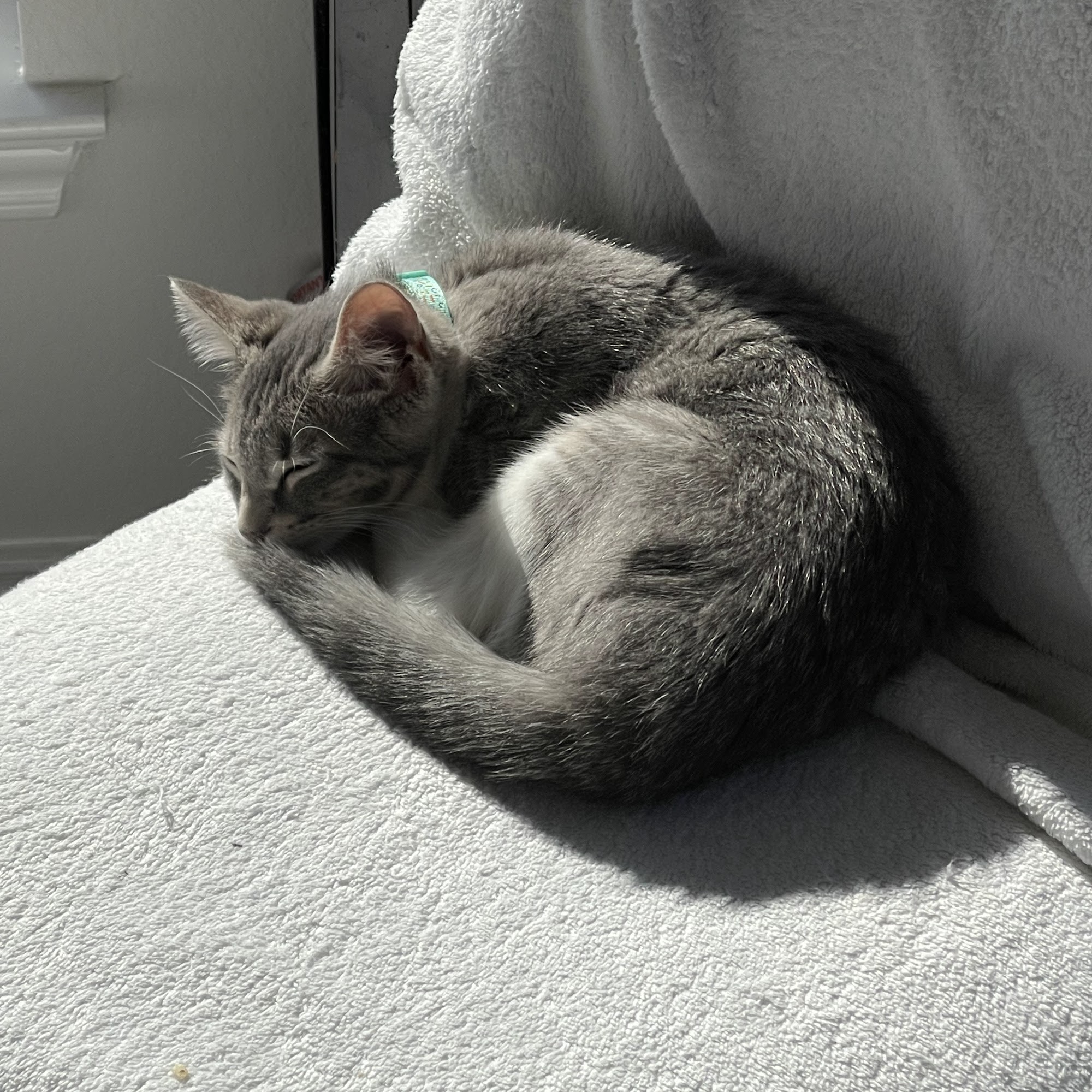 Manor Veterinary Hospital Manor