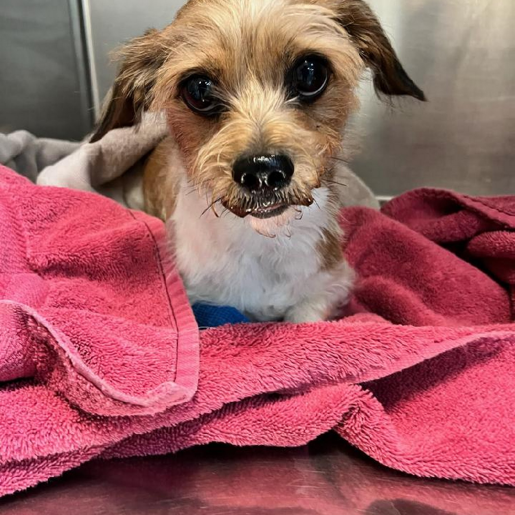 Mansfield Animal Clinic Mansfield