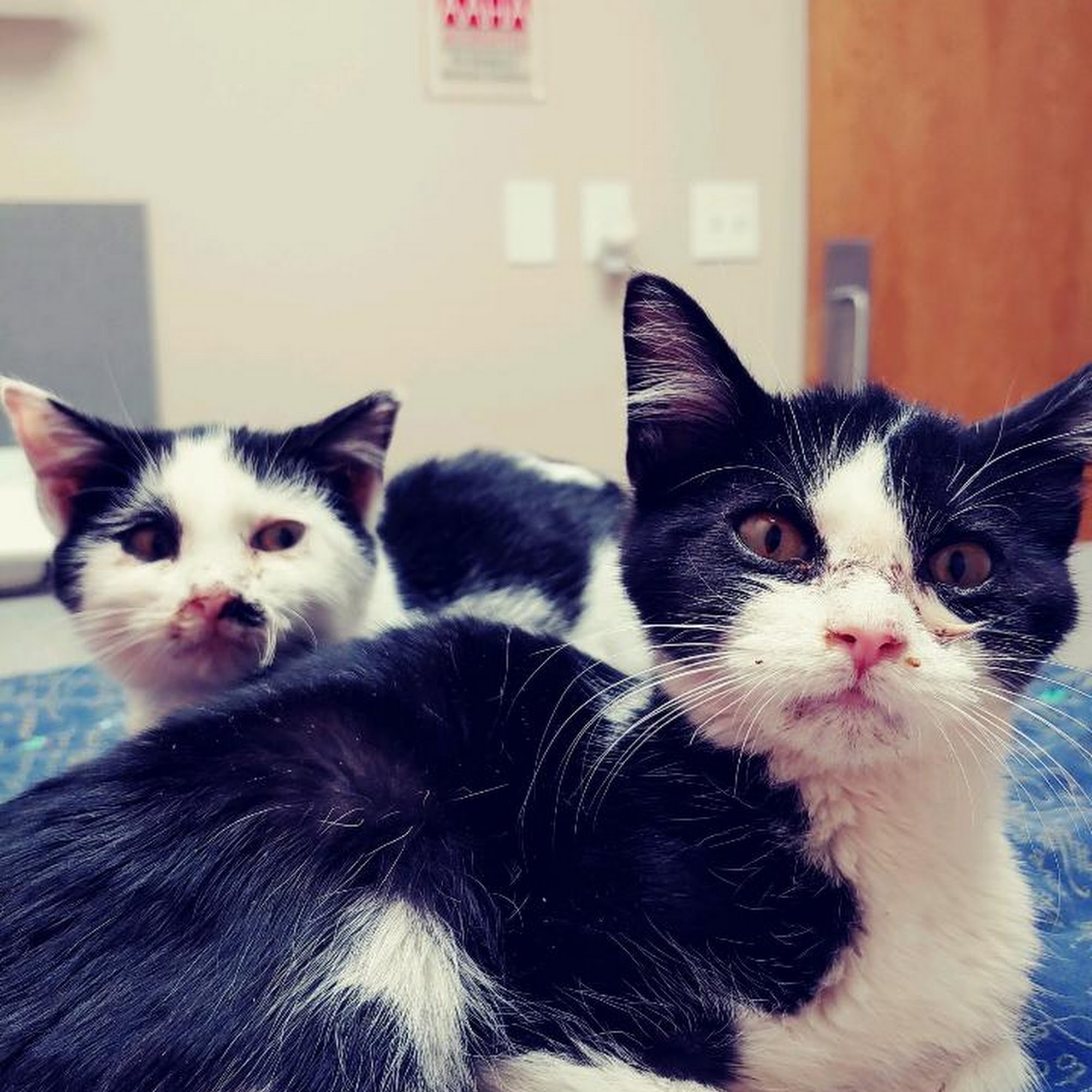 Walnut Creek Animal Clinic Mansfield