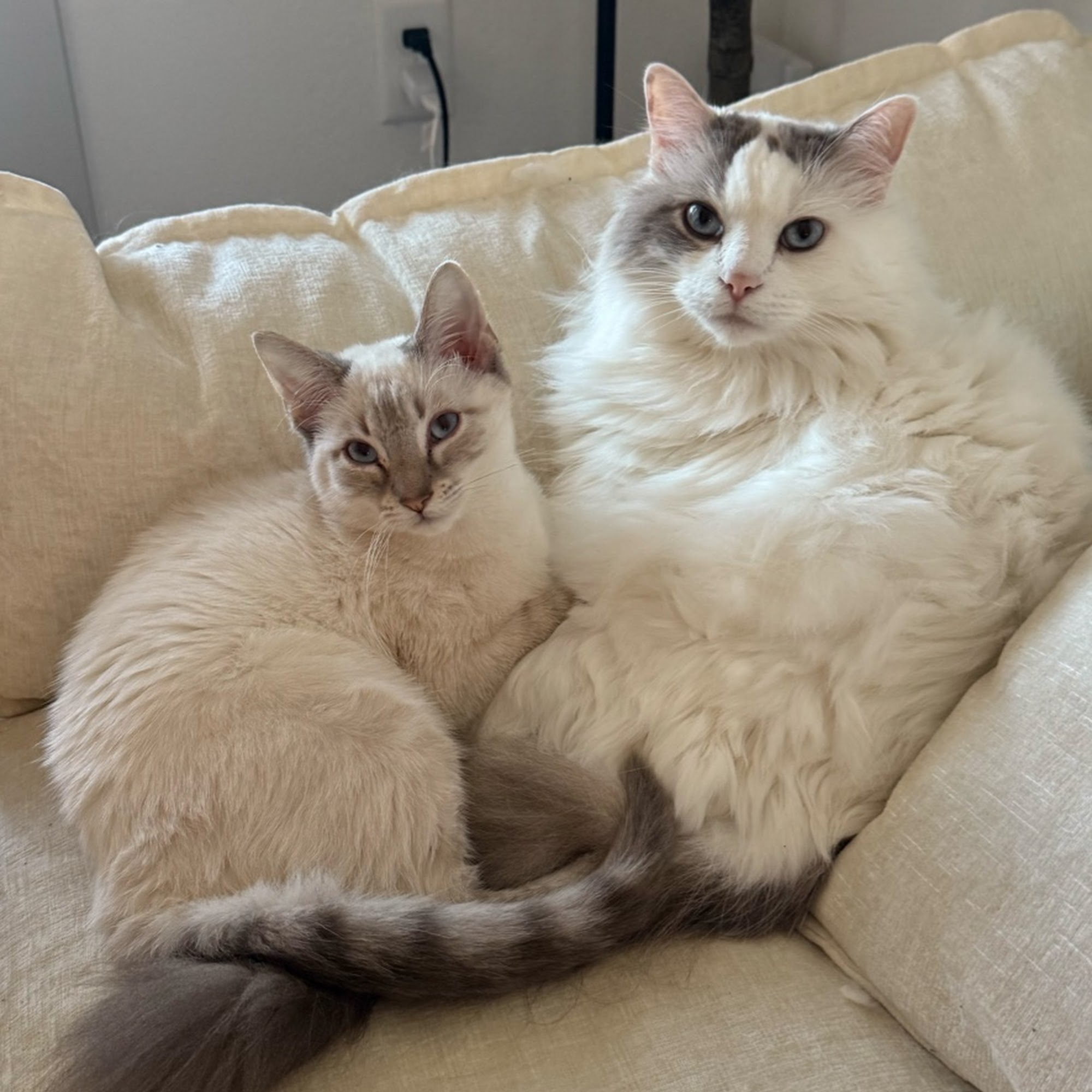 Country Club Pet Hospital Mansfield