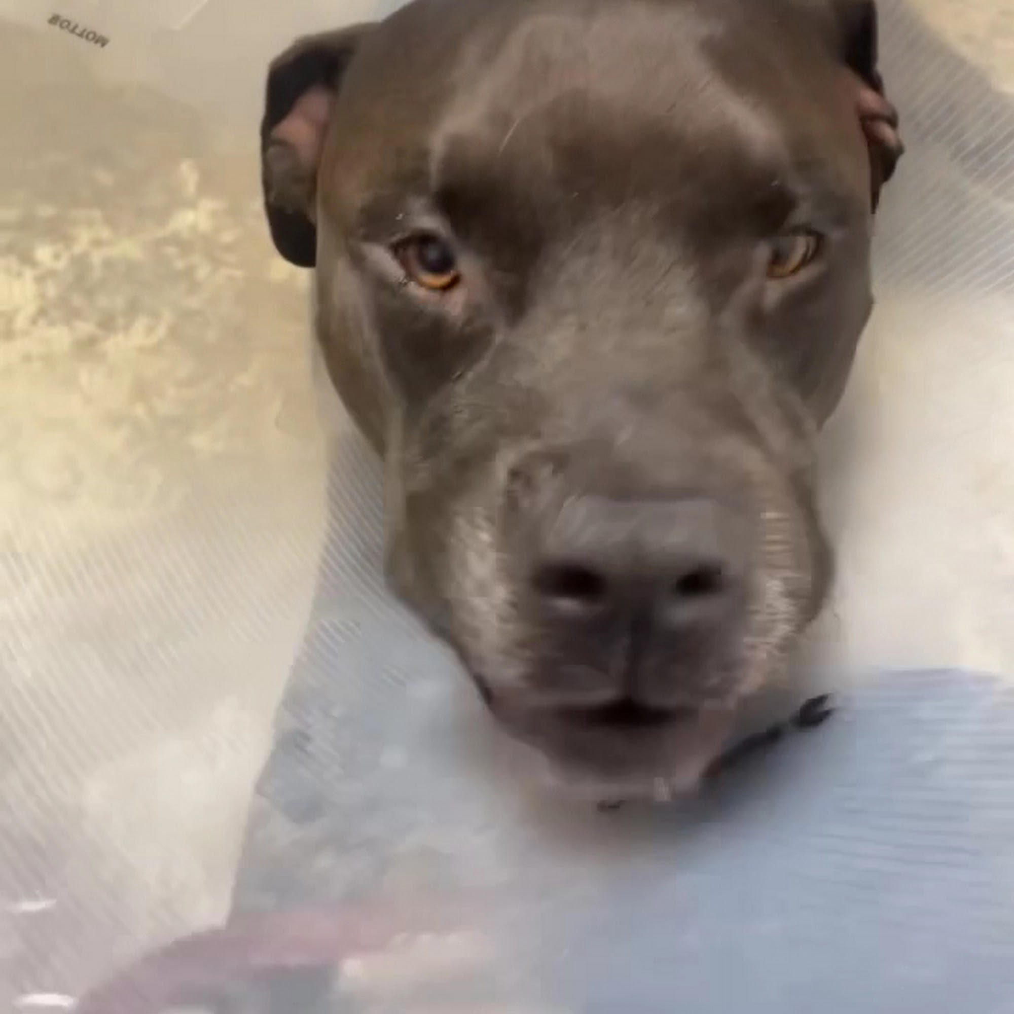 St. Mina Animal Hospital Mansfield