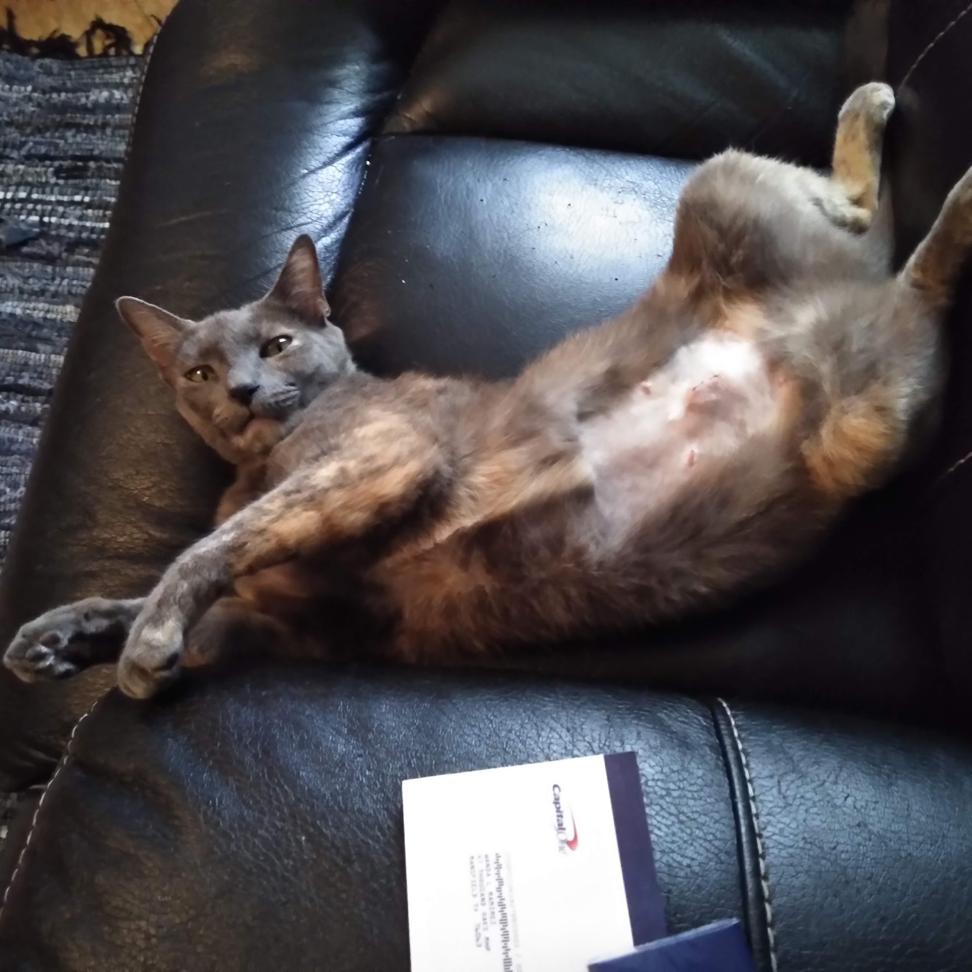 Old West Animal Hospital Mansfield