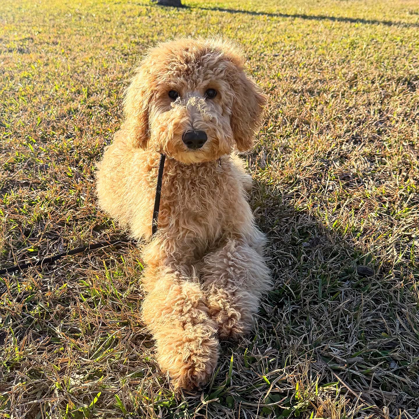 Unstoppable K9s Manvel