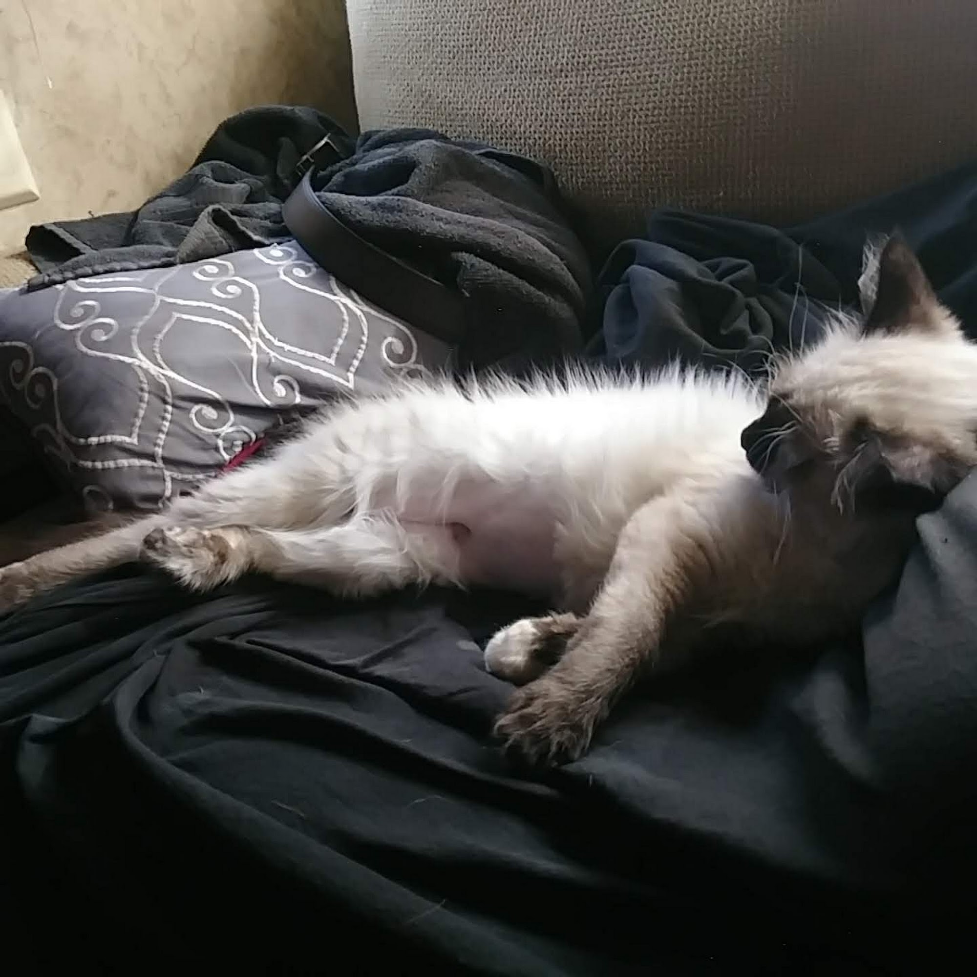 PetPALS Marble Falls