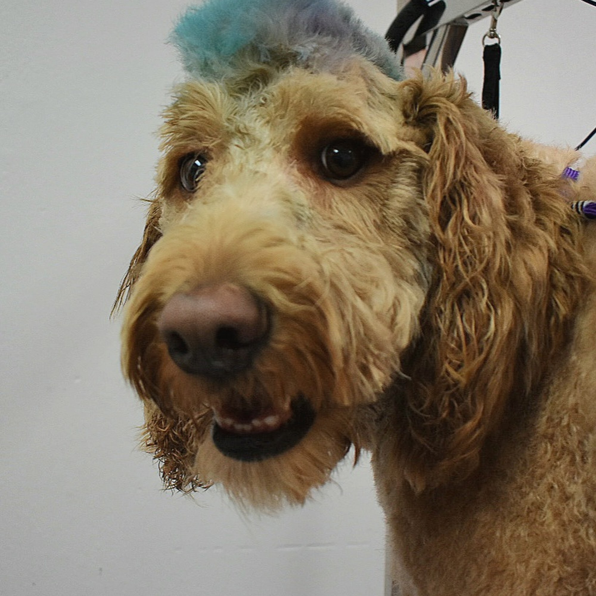 Hope Animal Clinic Marble Falls