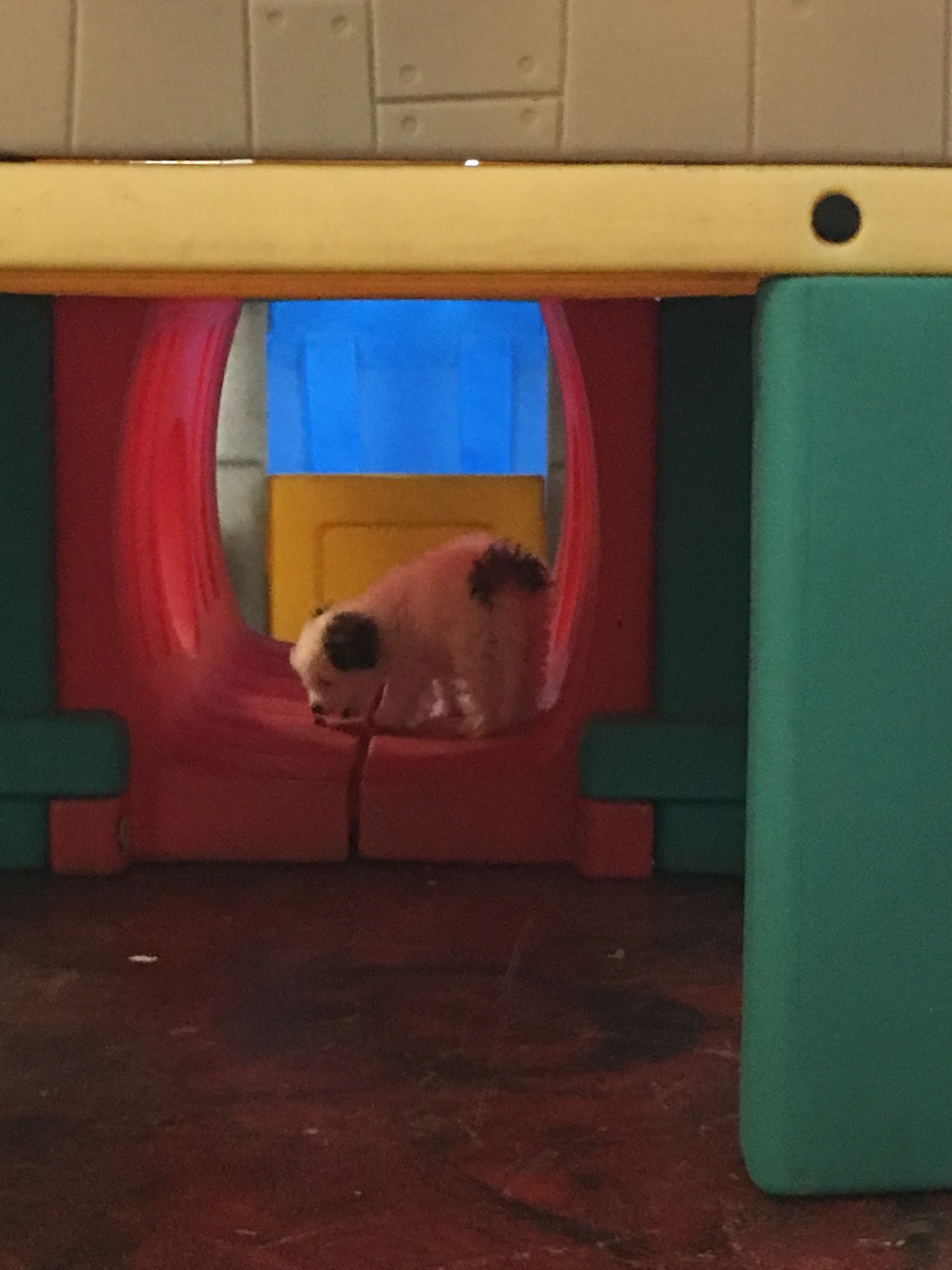 Unleashed Daycare & Grooming Marble Falls