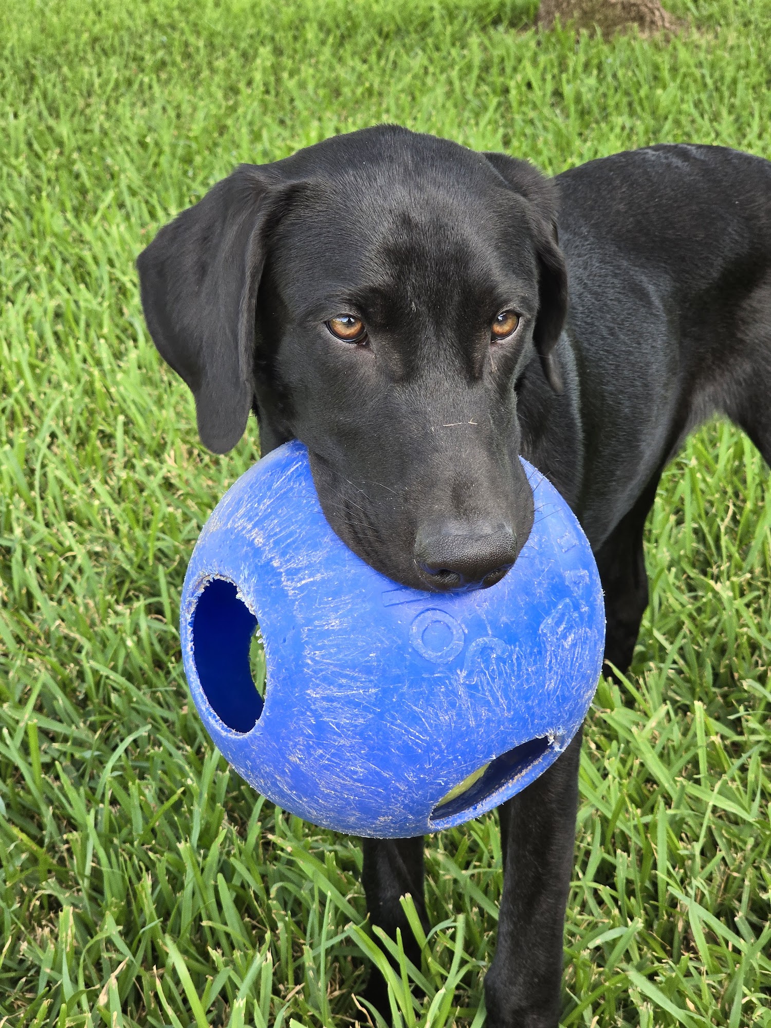 Barkingham Palace Marble Falls