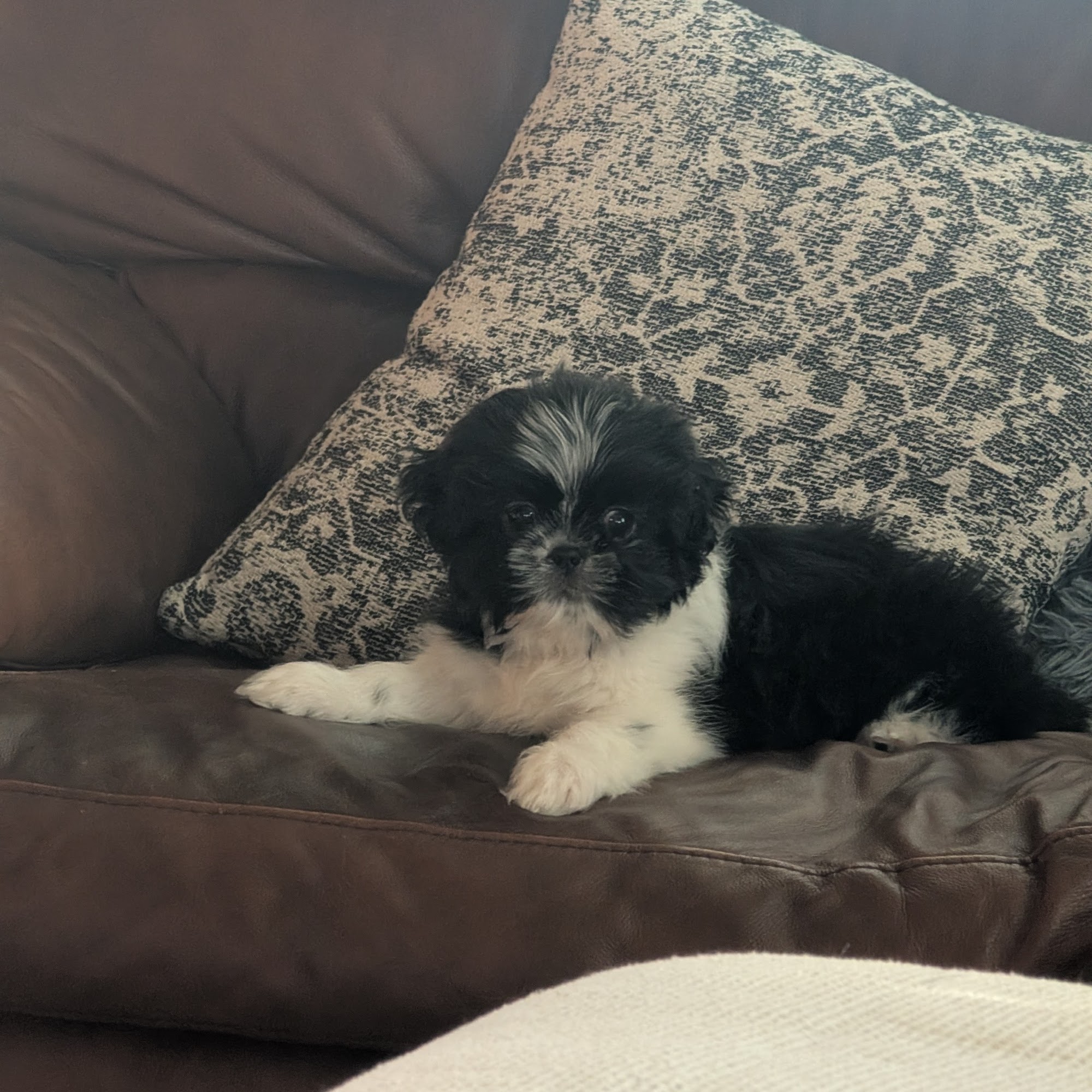 Companion Animal Clinic Mart