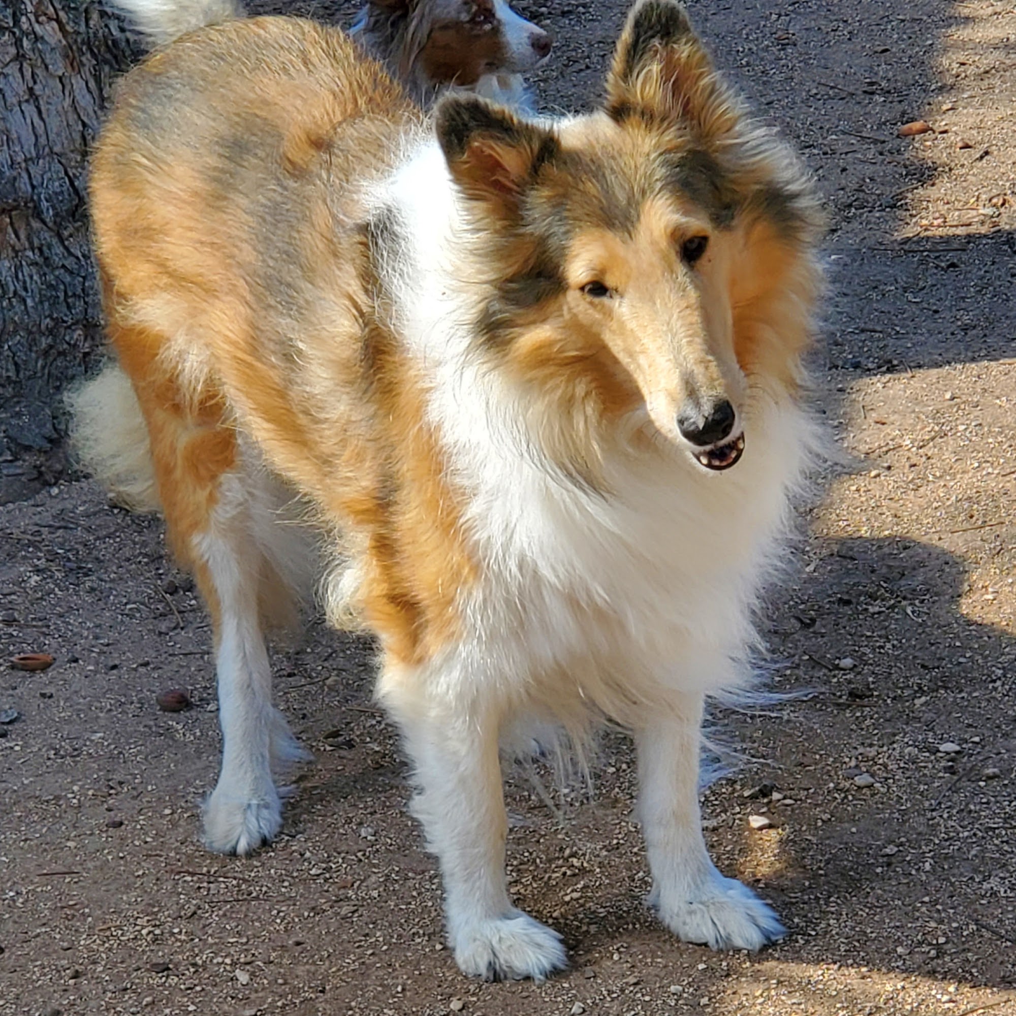 Hill Country Veterinary Hospital Mason